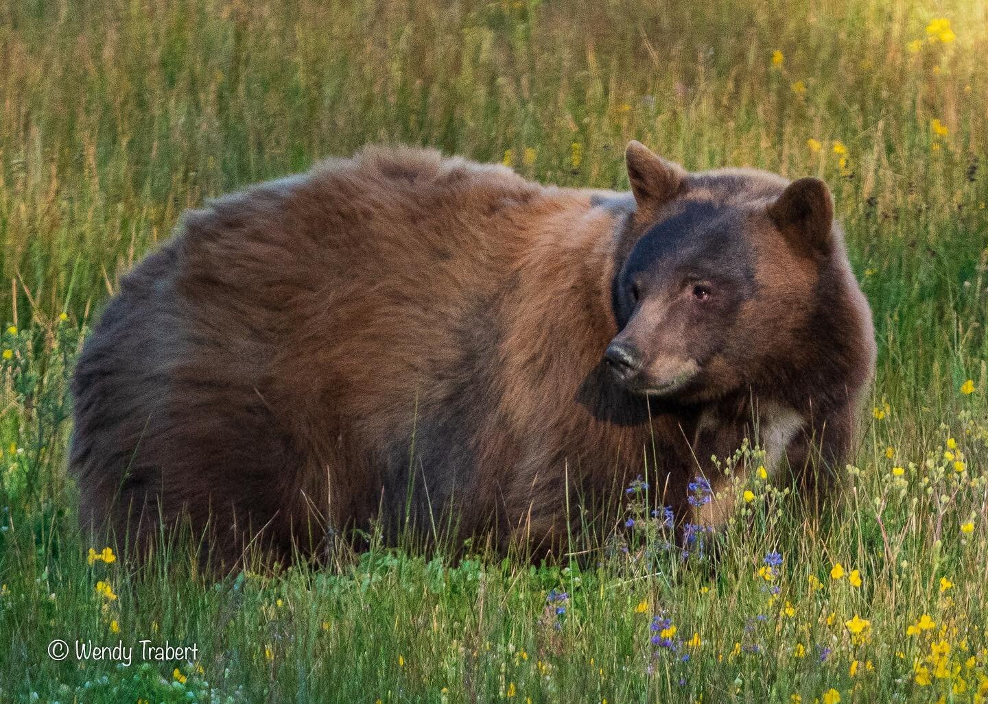 Happy Wednesday everyone! 

#wildlife #wildlifephotography #bear #naturelovers #photography #naturephotography #wild #wildflowers #bearsofinstagram #wildlifeplanet #wilderness #truckeecalifornia #natgeo #photooftheday