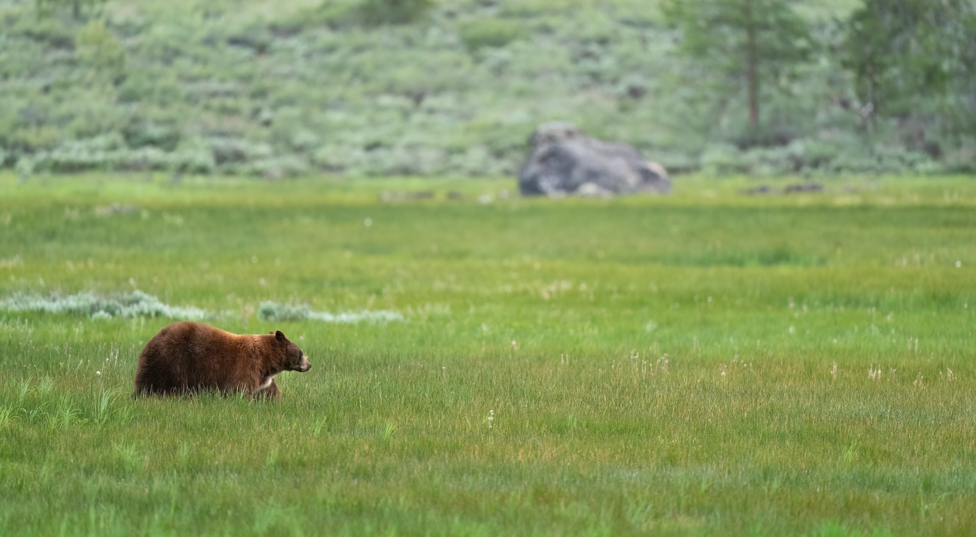 Summer In The Meadow