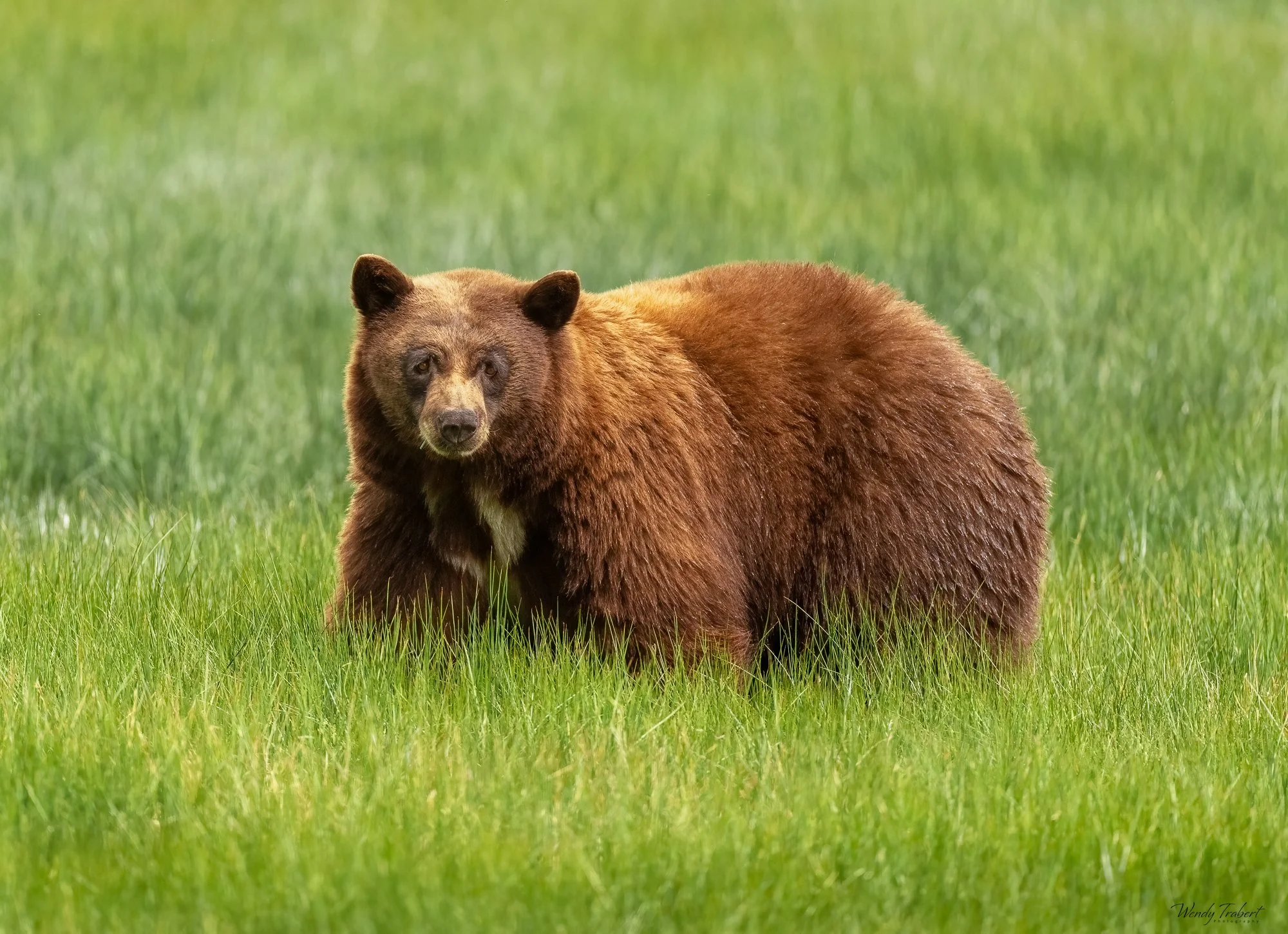 Female Black Bear