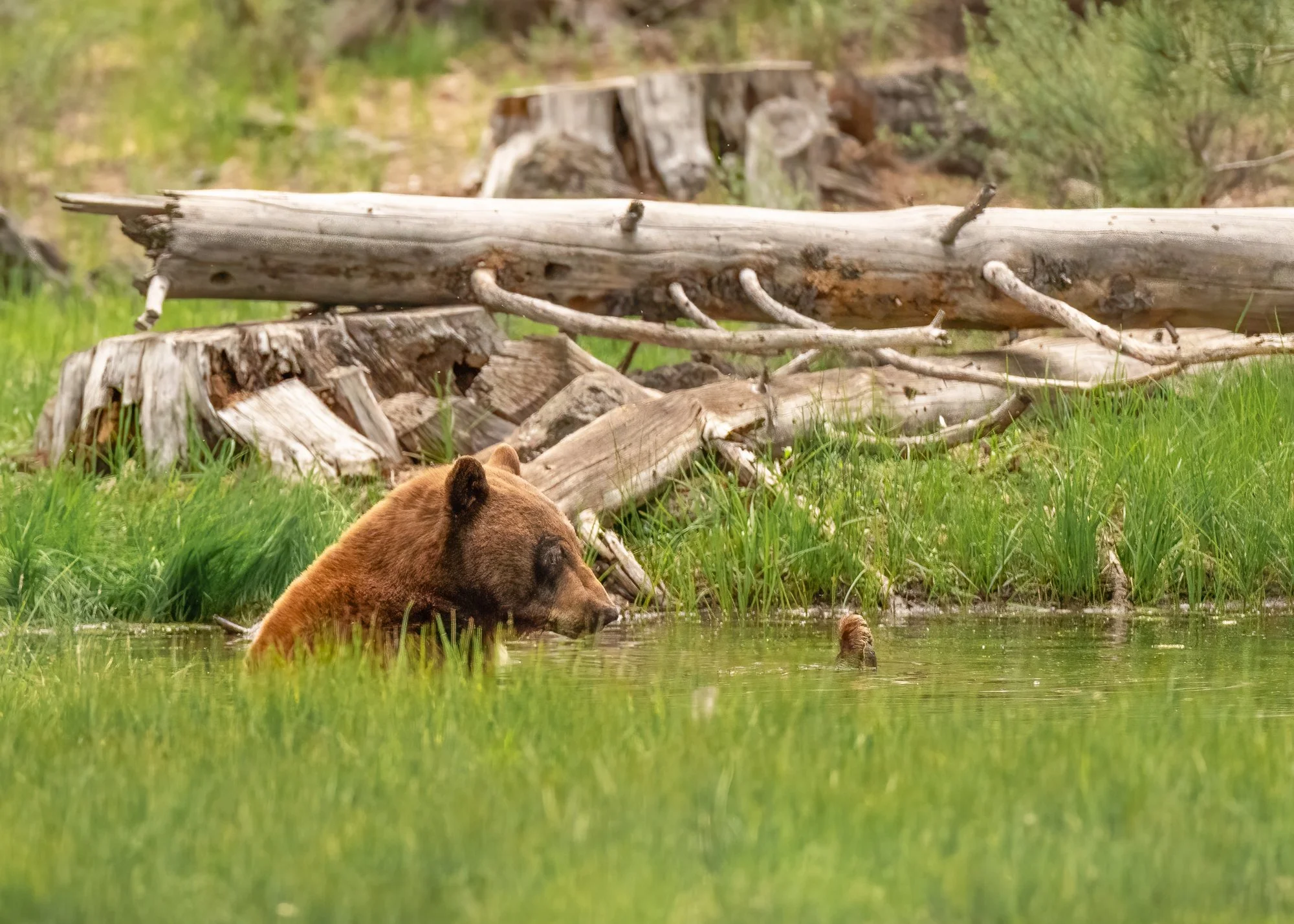Bear Spa Day