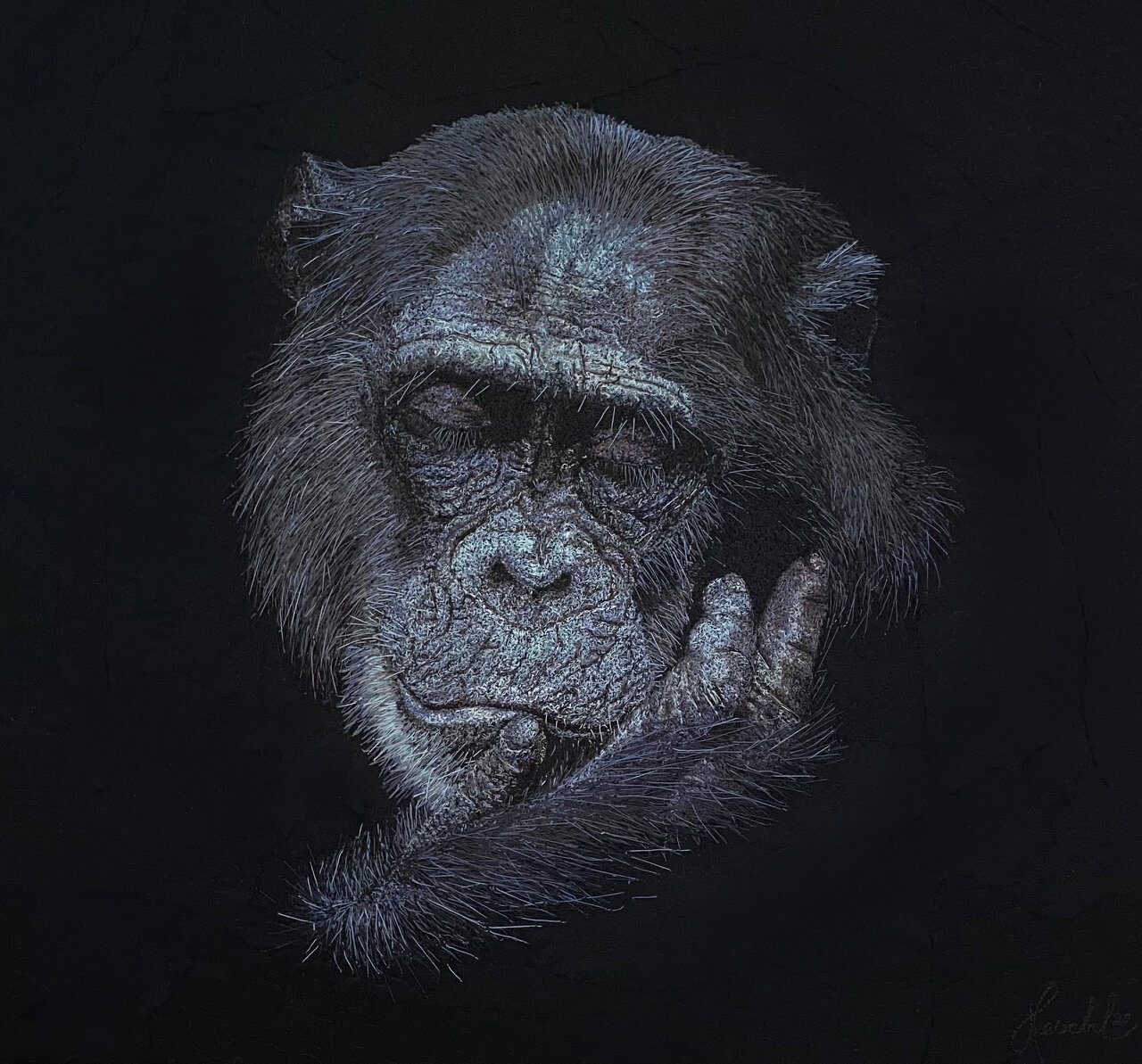 chimpanzee_gombe.jpg