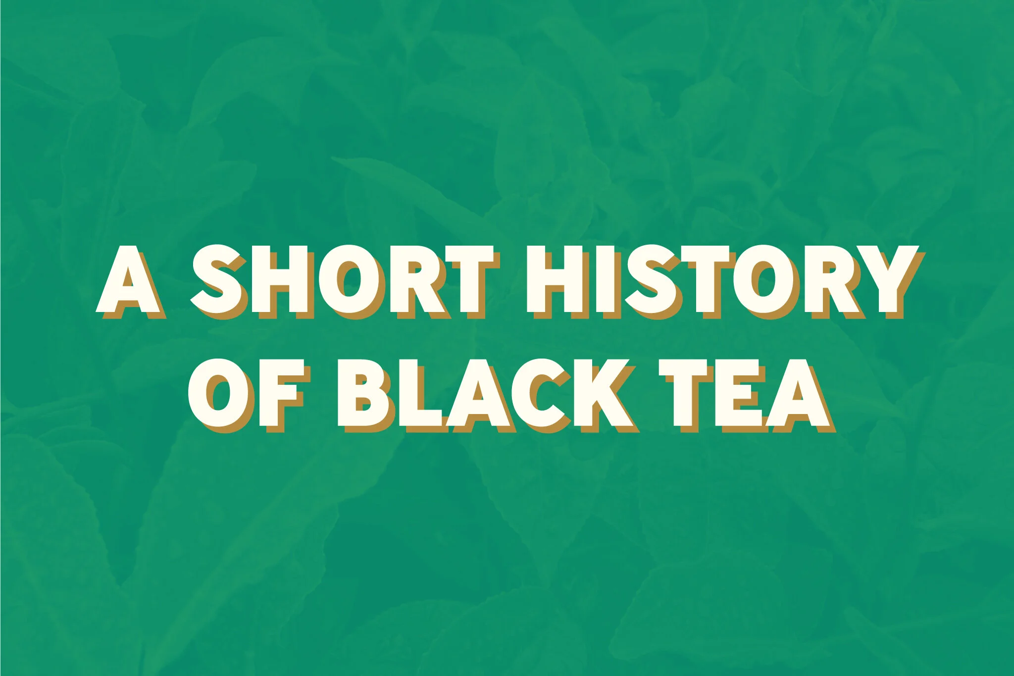      

 
   A SHORT HISTORY   OF BLACK TEA  Black tea was never supposed to happen. Black tea, which is known as “red tea” in the Far East and “black tea” in the West (we will stick to using the term “black tea” for this article), was not considered 