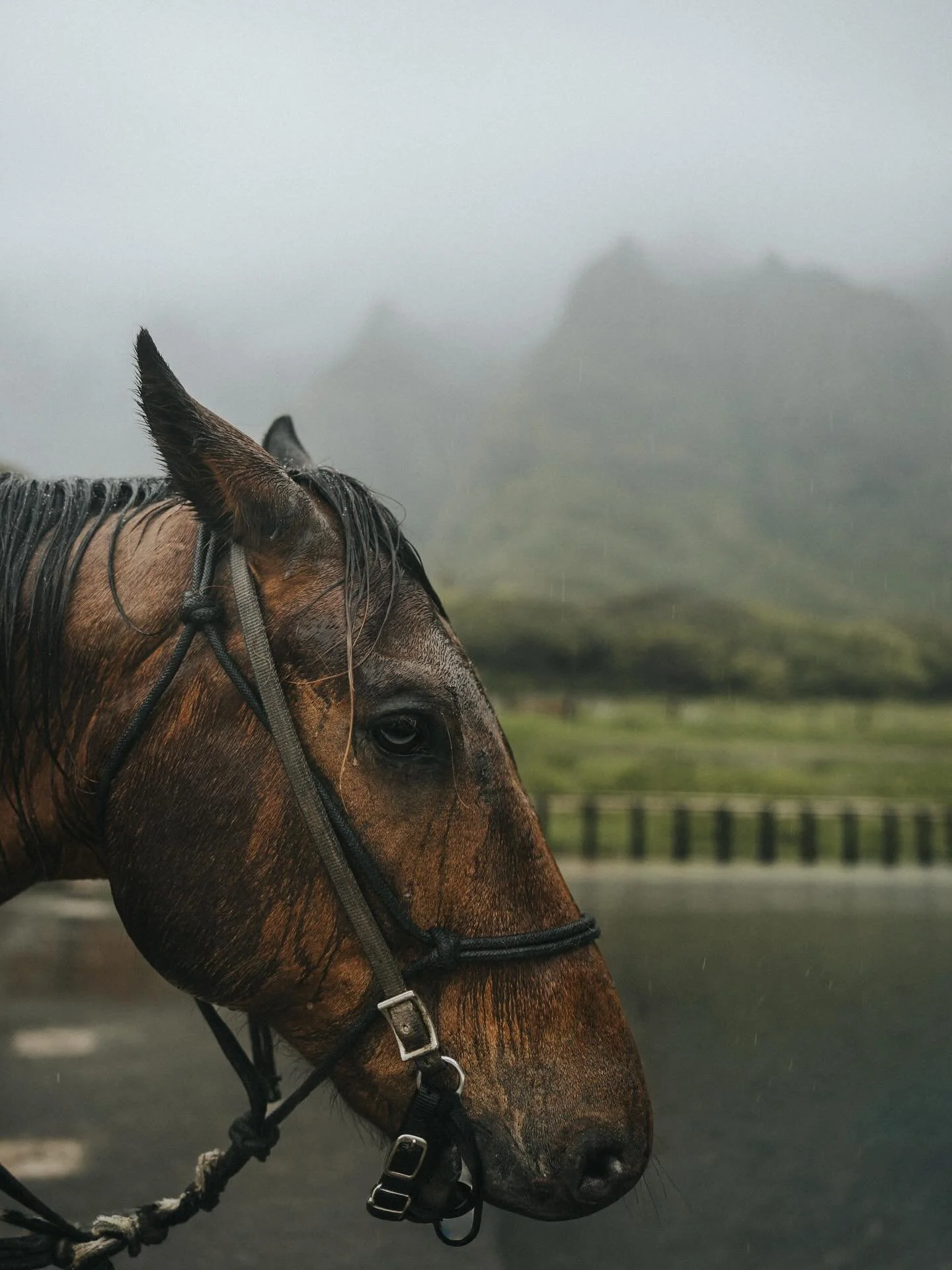 Jurassic Park filming location
Kualoa Ranch, Oahu, Hawaii
28 mm, 1/250 sec, f/2.0