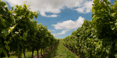 seo for wine producers and wineries
