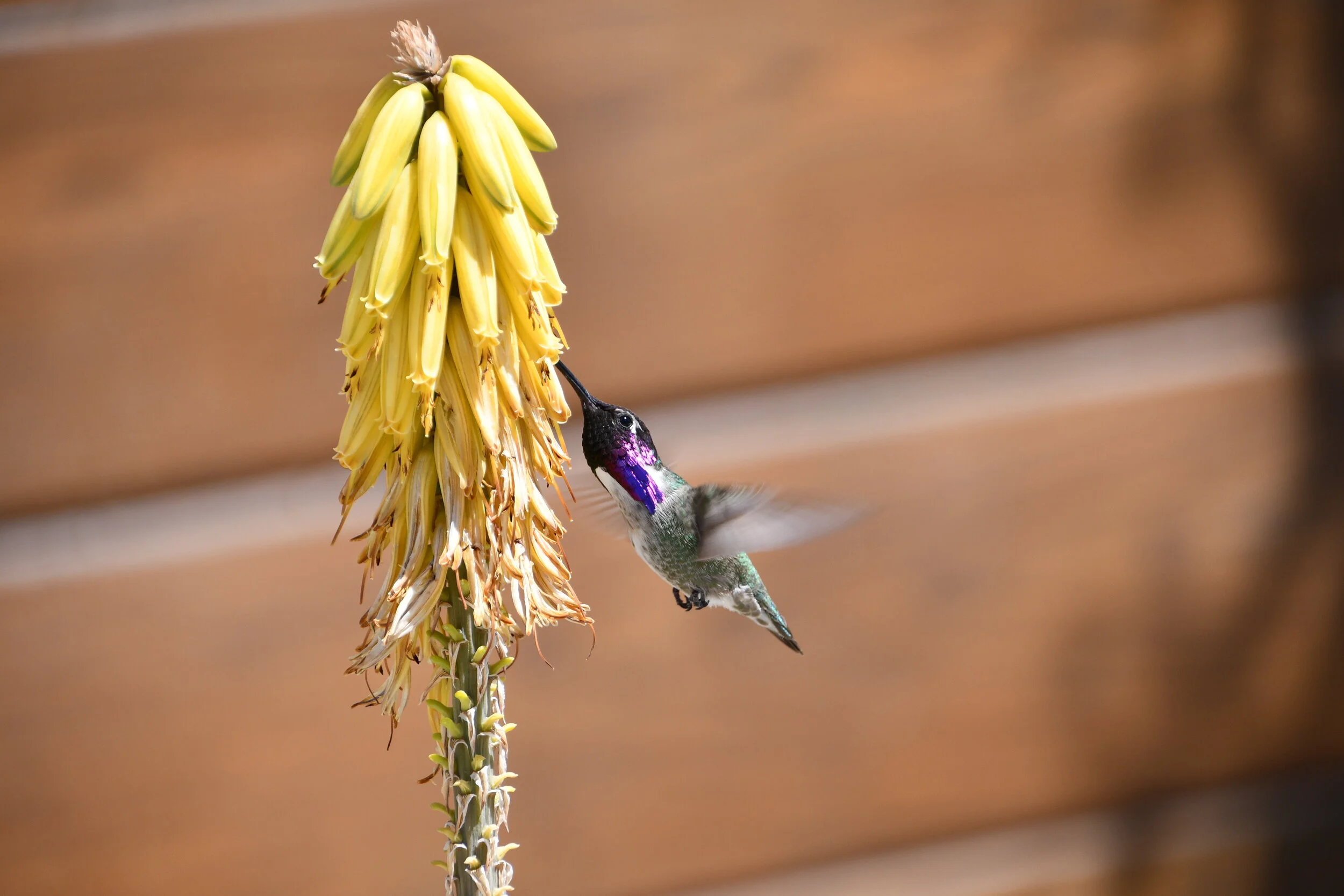 Lautner Compound, Palm Springs, CA. 4.21