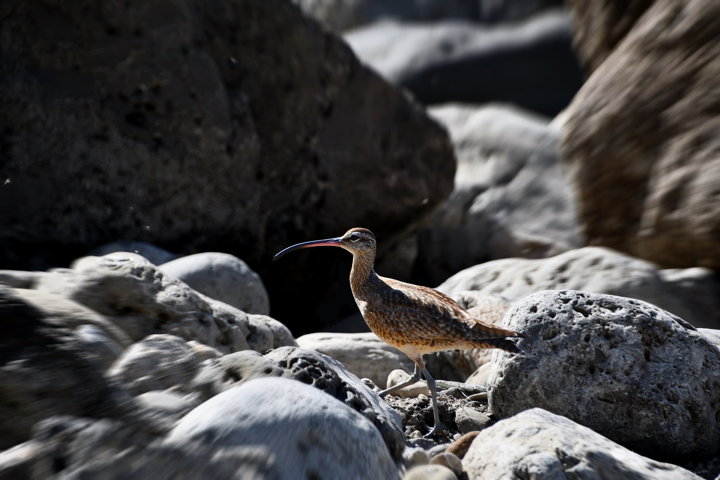 Palos Verdes Cove, CA. 3.21