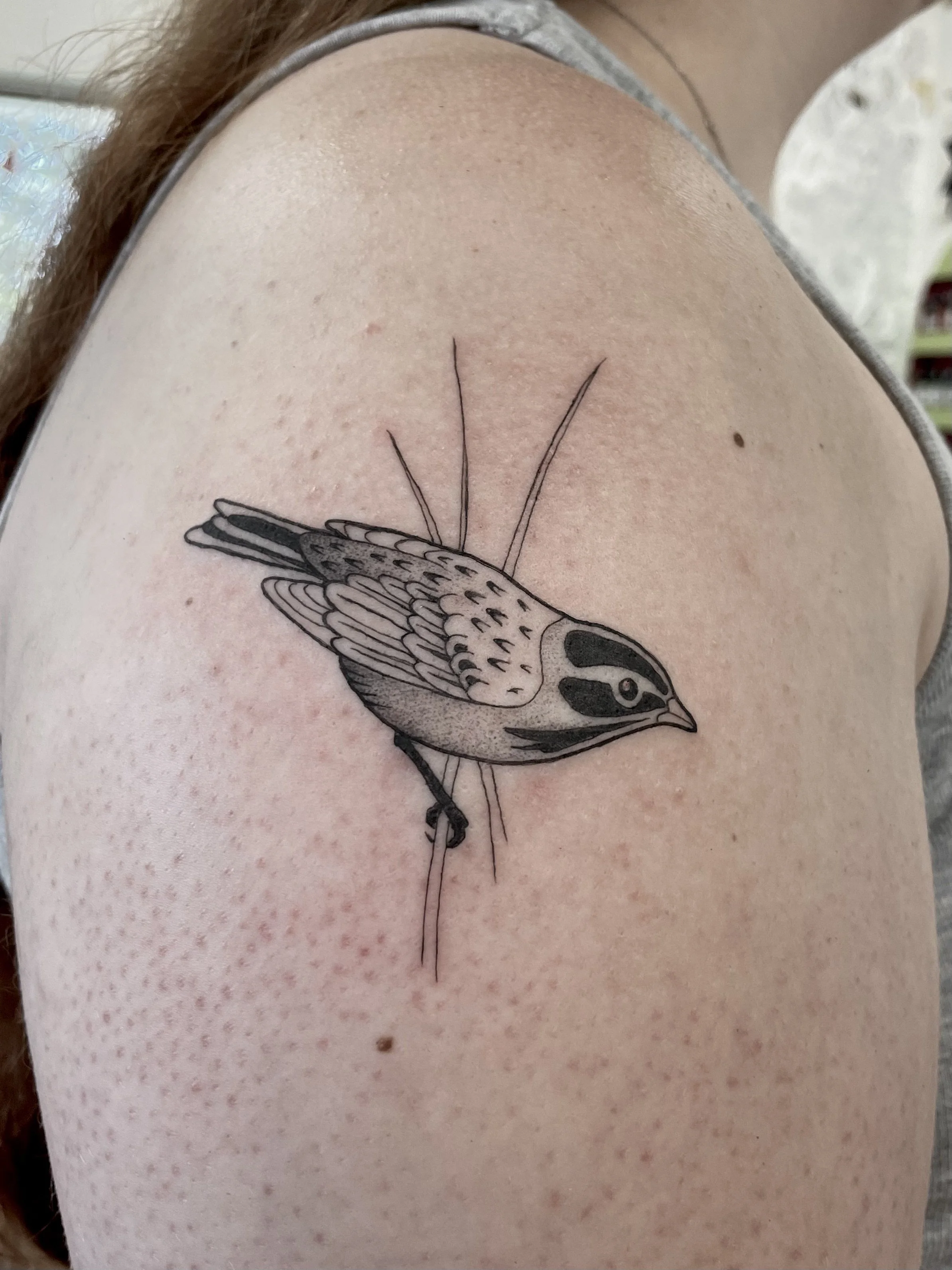 BeckyWaterhouse_Tattoo_Bird_IMG_1453.jpeg