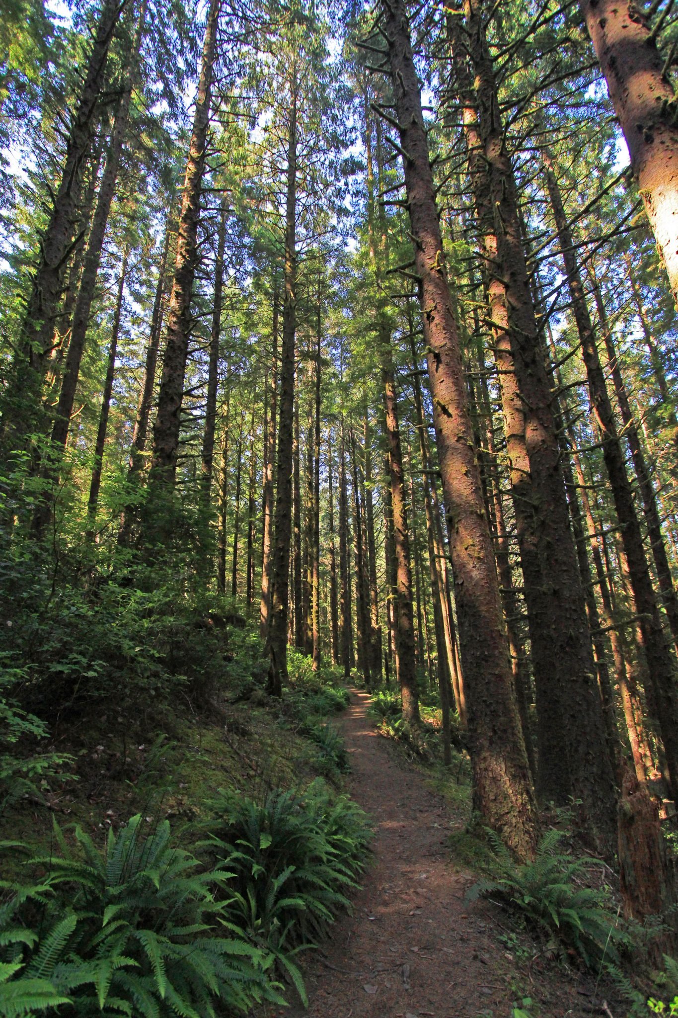redwoods-path-vertical.jpg