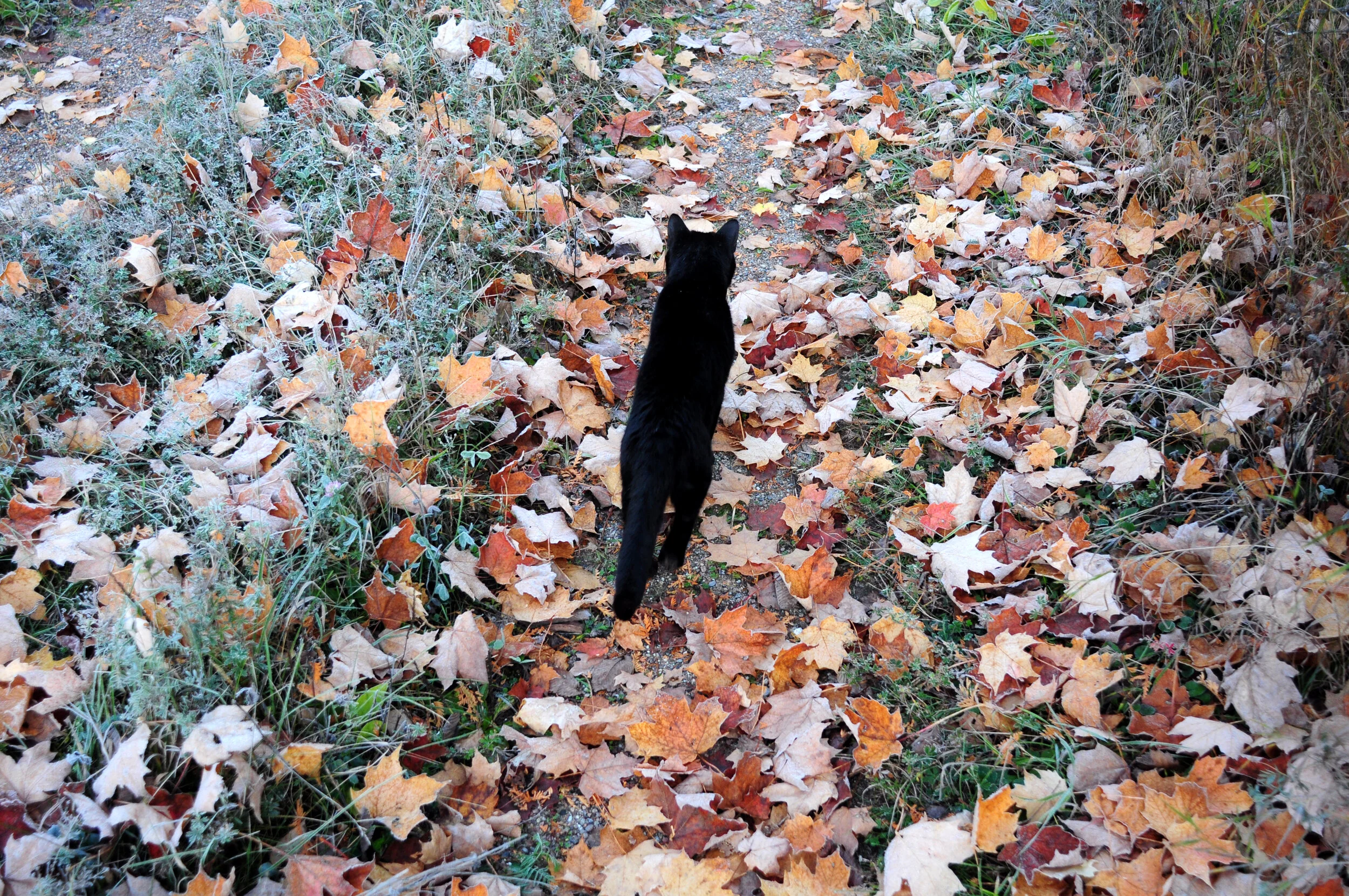 Rnfw.Oct11' (248).JPG