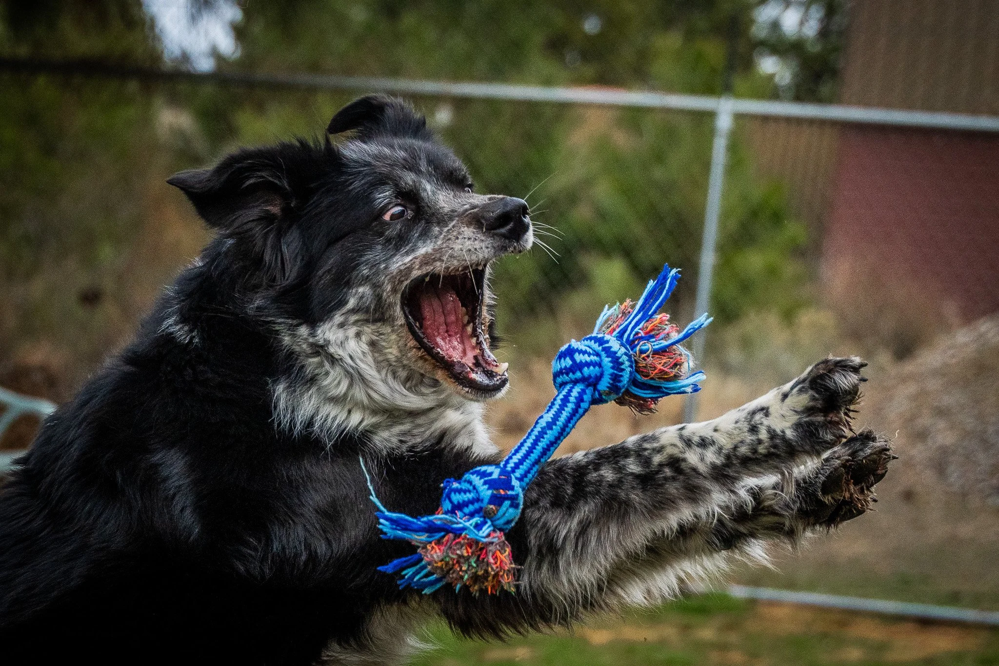 The Humane Society of Central Oregon