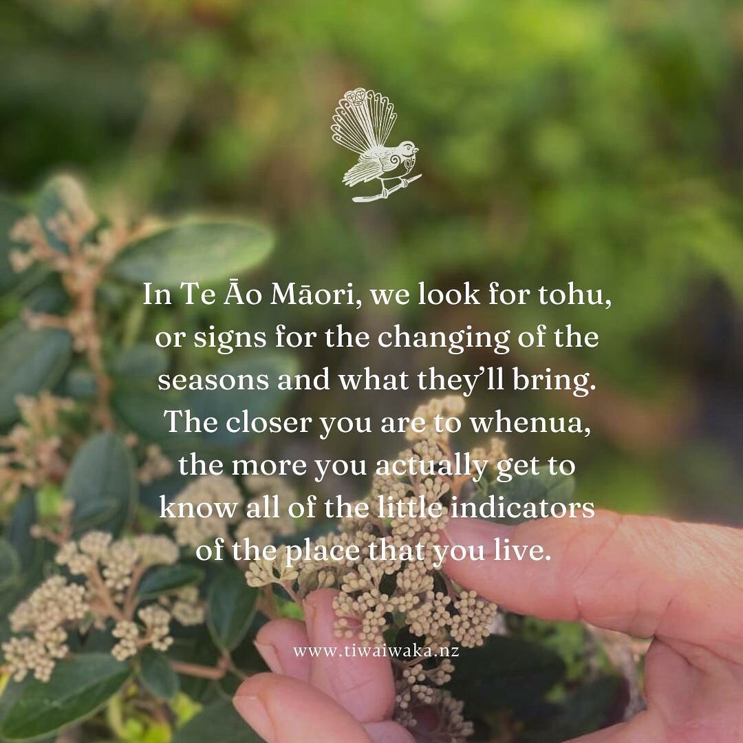 In Te Āo Māori, we look for tohu, or signs for the changing of the seasons and what they&rsquo;ll bring. The closer you are to whenua, the more you actually get to know all of the little indicators of the place that you live. 

For me, Kōanga, Spring