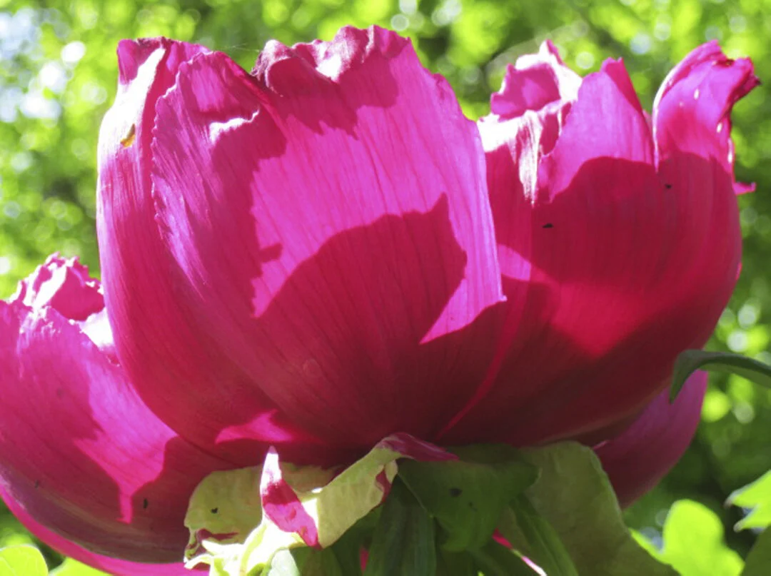 Flowers1.JPG