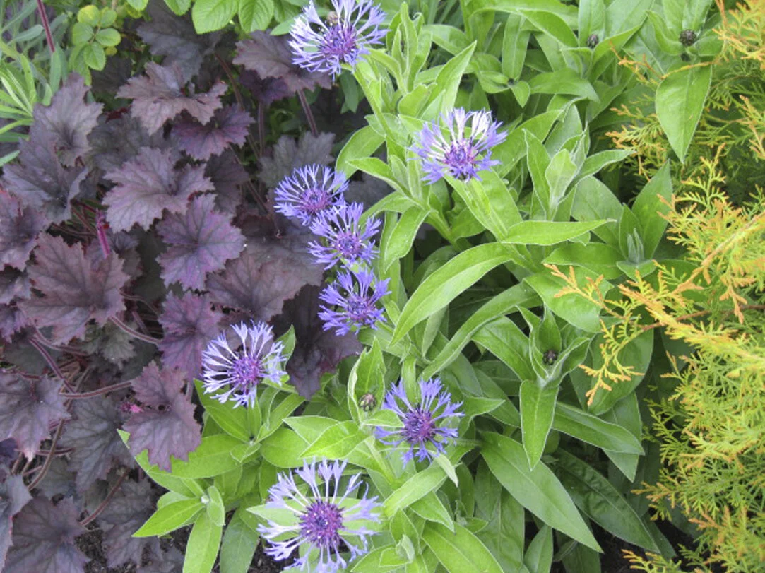 Garden3.JPG