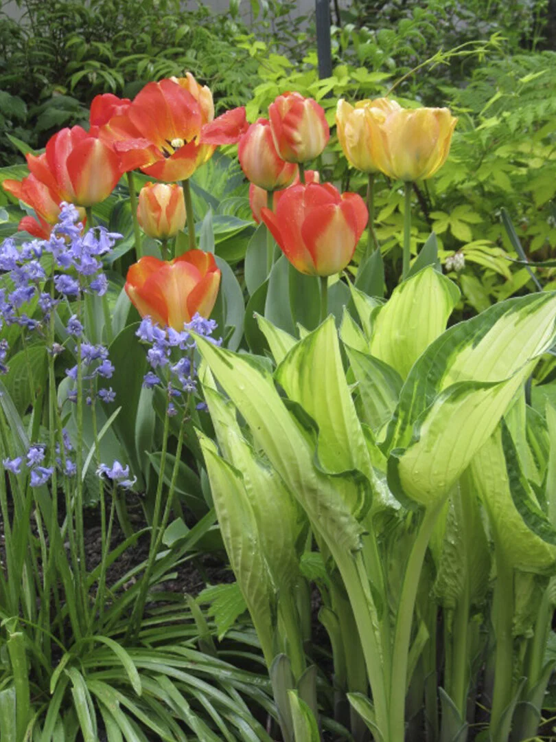 Tulips1.JPG