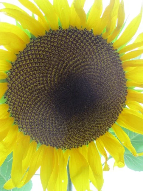 Sunflower Glee