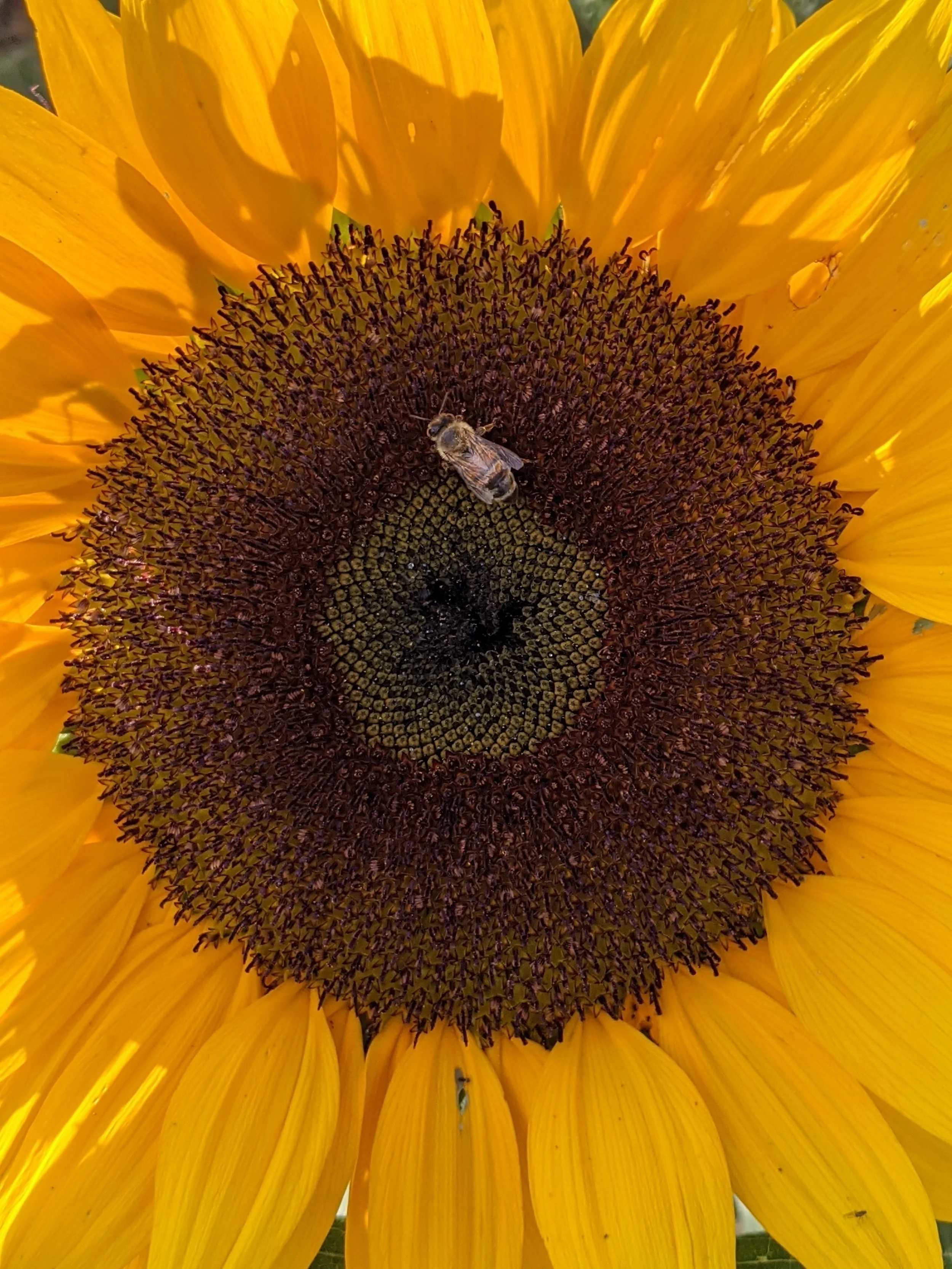 Sunset in Sunflowers 