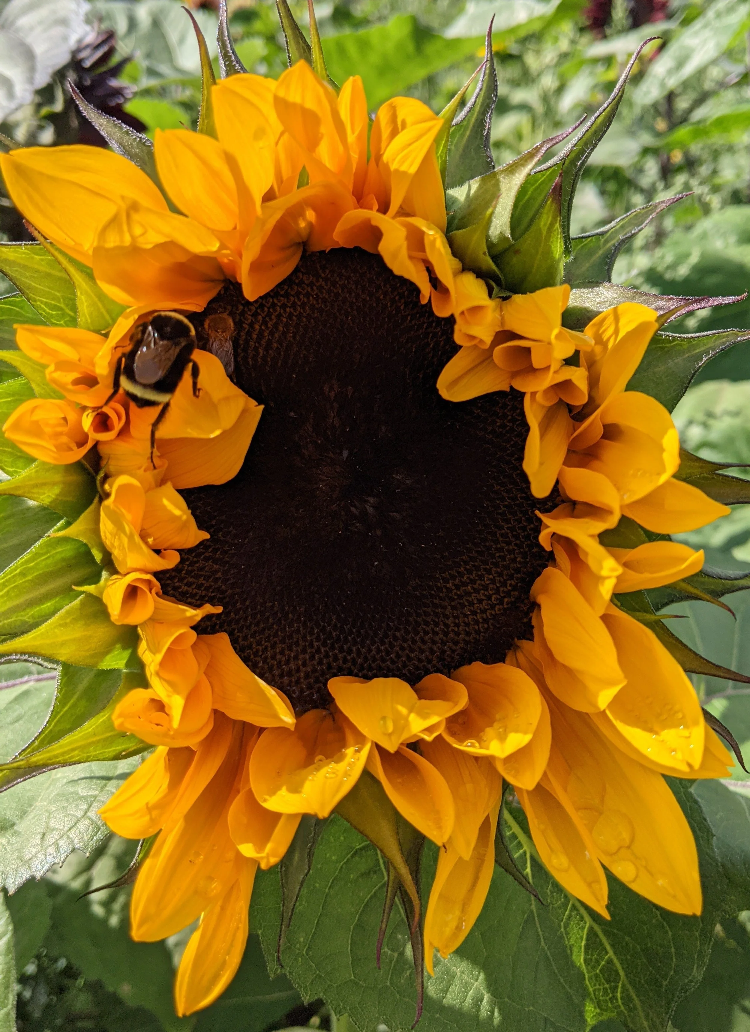 Sunflower Immersion