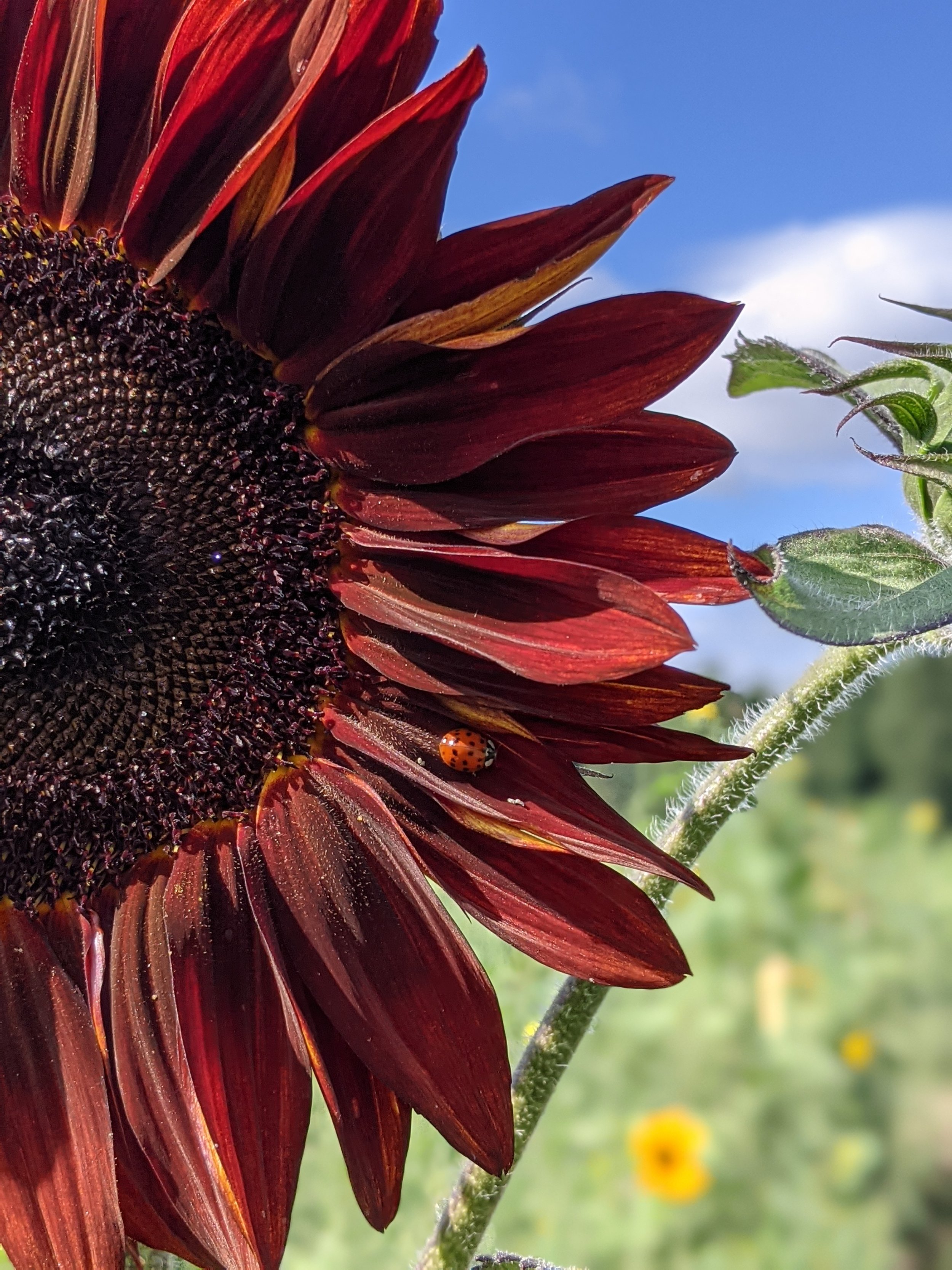 Sunset in Sunflowers 