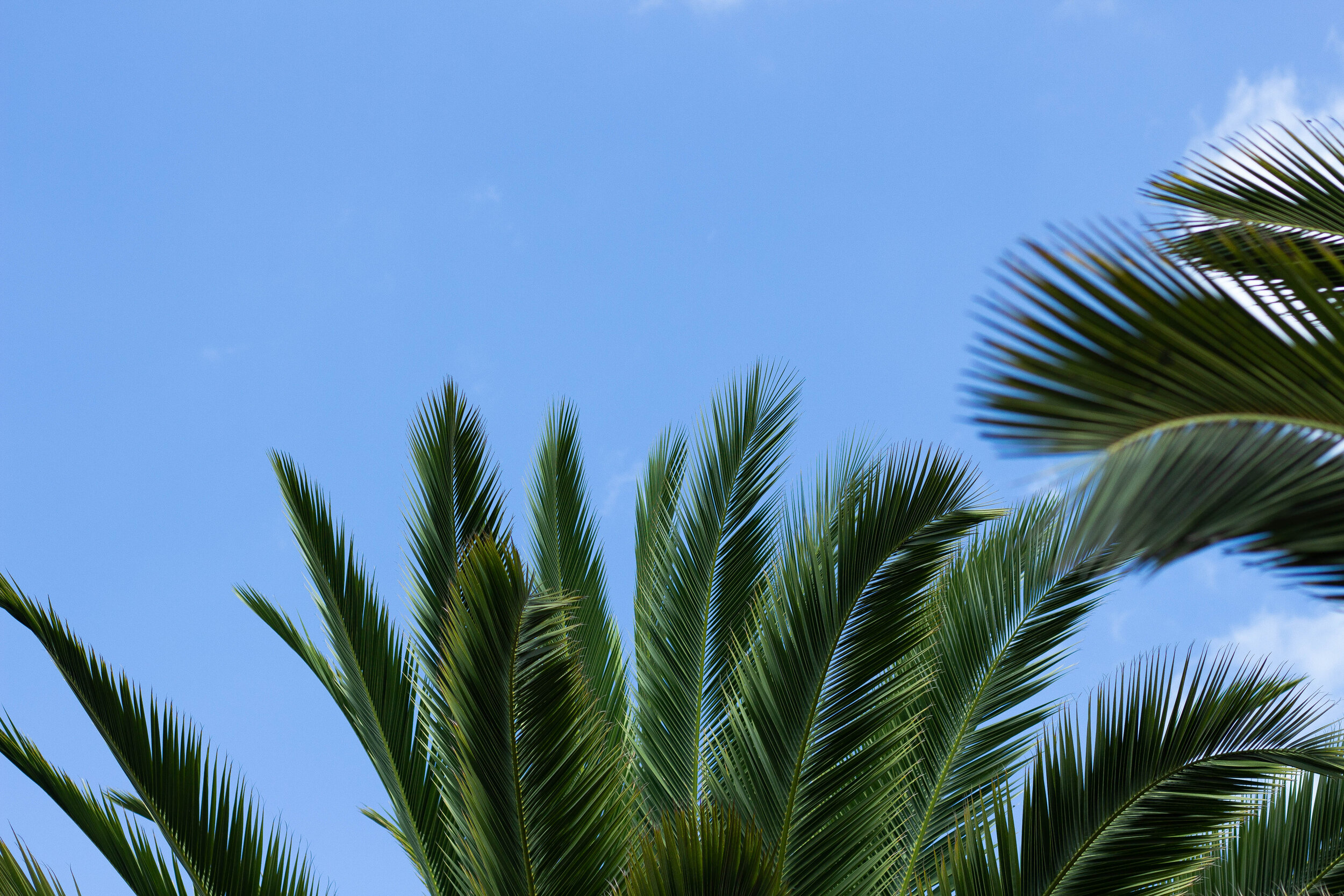 Canva - Green Sago Palm Tree copy.jpg