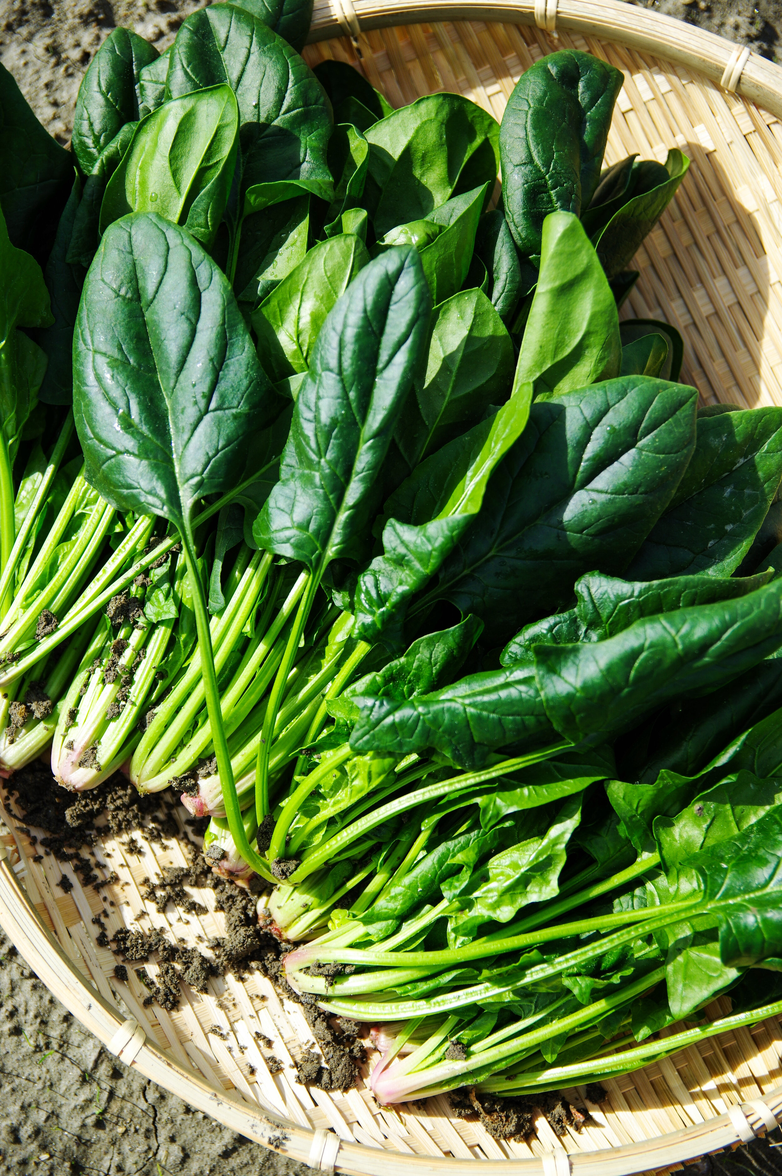 Canva - Spinach on a Flat Basket.jpg