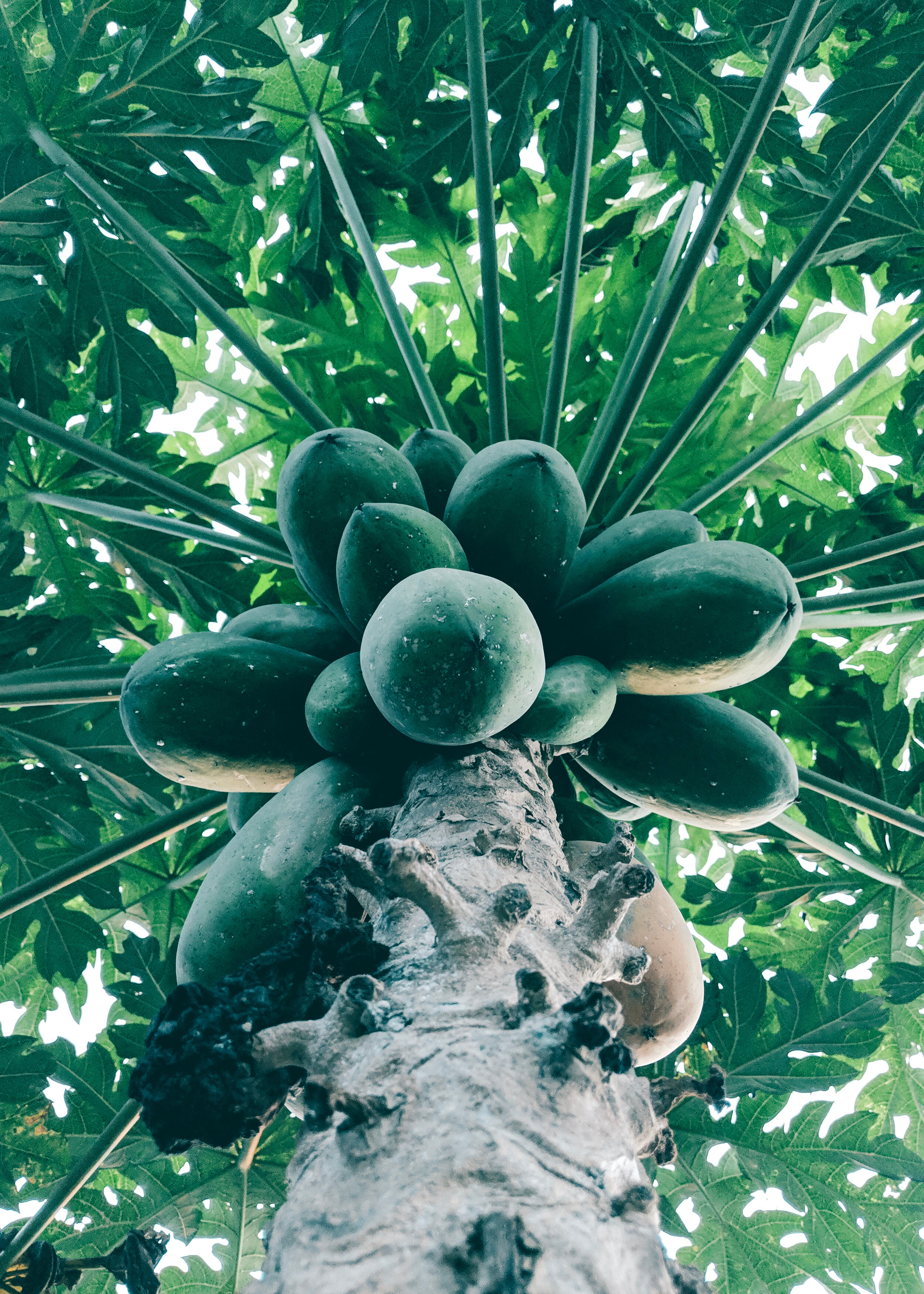 Canva - Bottom View of Green Papaya Tree.jpg