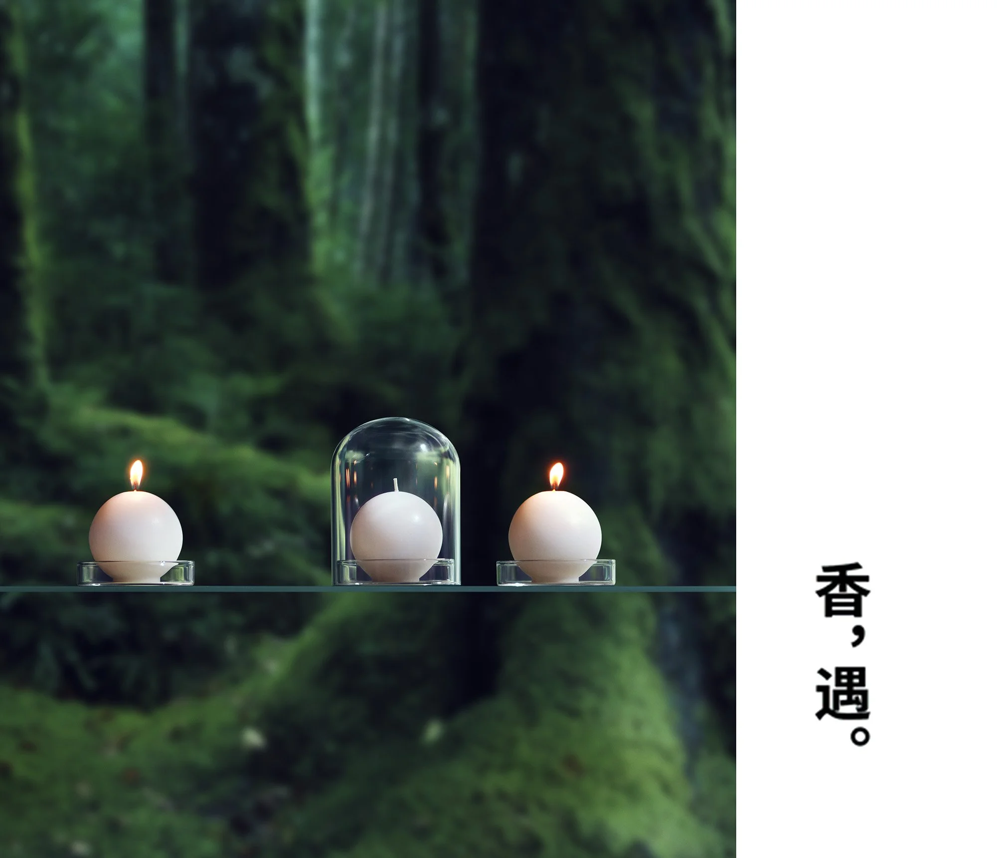 img_forest_rgb_1115 のコピー+.jpg