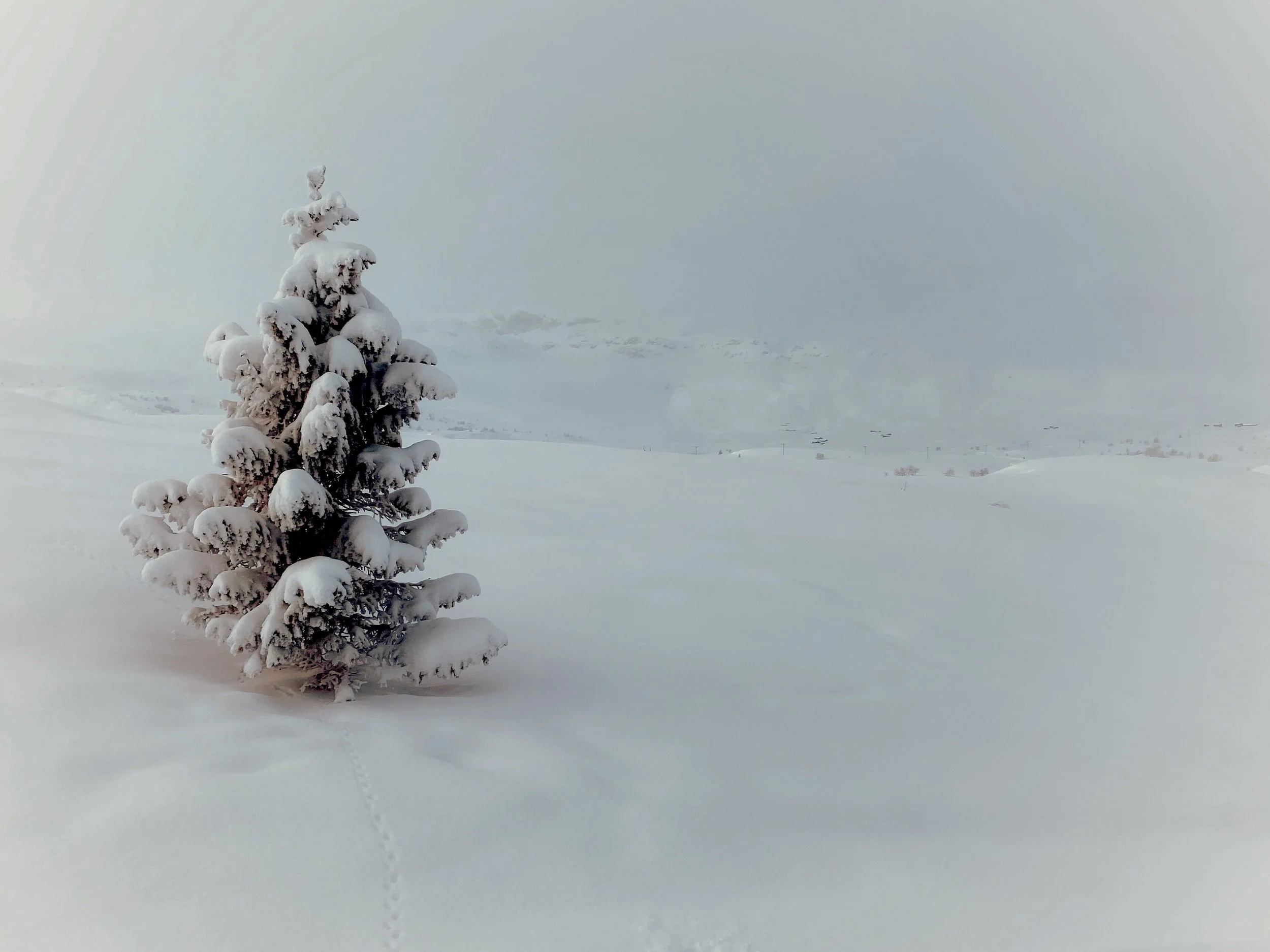 FullSizeRender 2-kopi.jpg