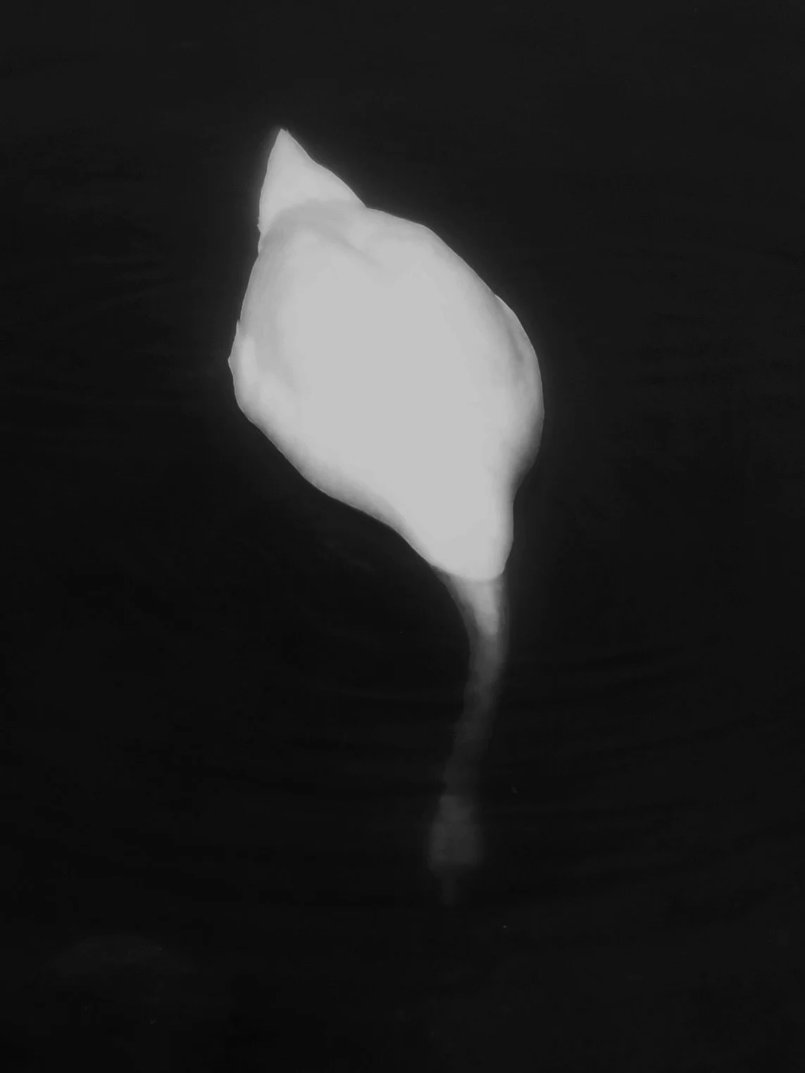 FullSizeRender-kopi 3.jpg