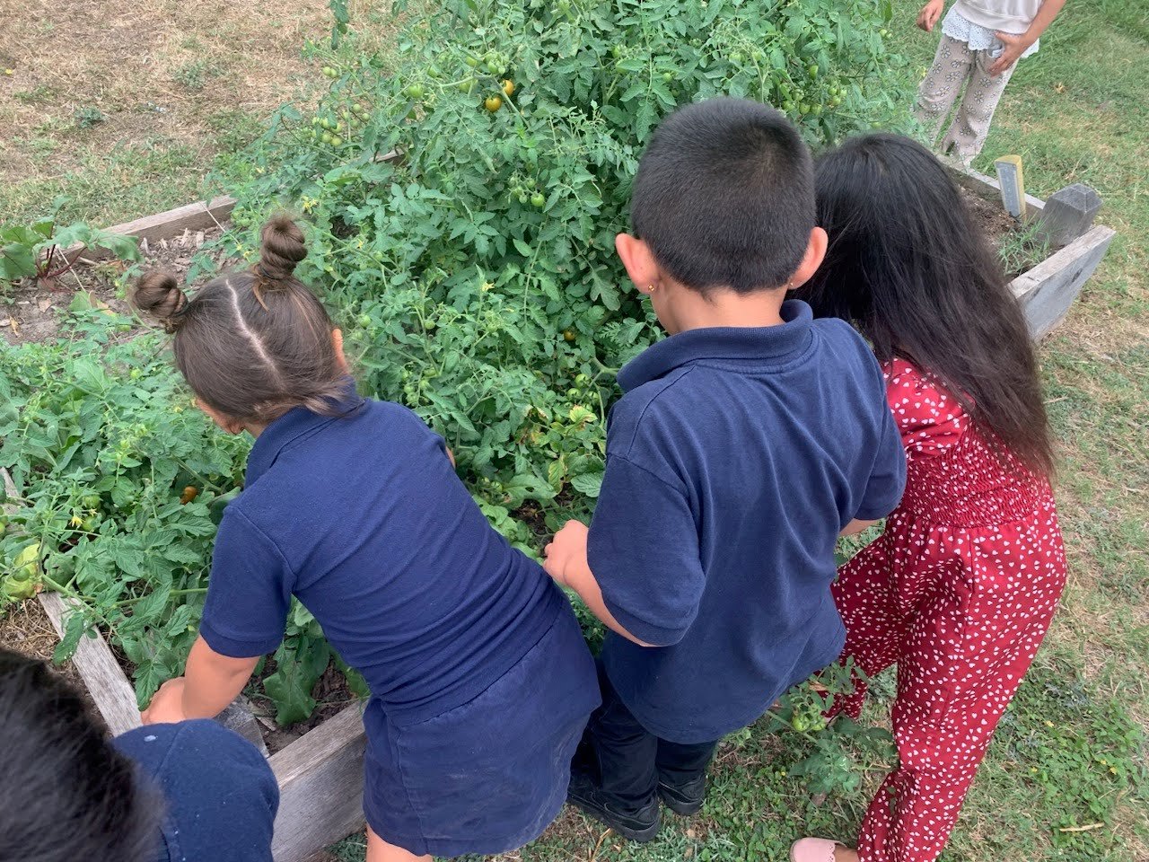 Education Thursday 🌱 This week in our afterschool programs, the kids embarked on a thrilling tomato adventure, diving into a harvest of ripe cherry tomatoes! 🍅 With each pluck from the vine, they discovered a burst of vibrant flavor, perfect for ex