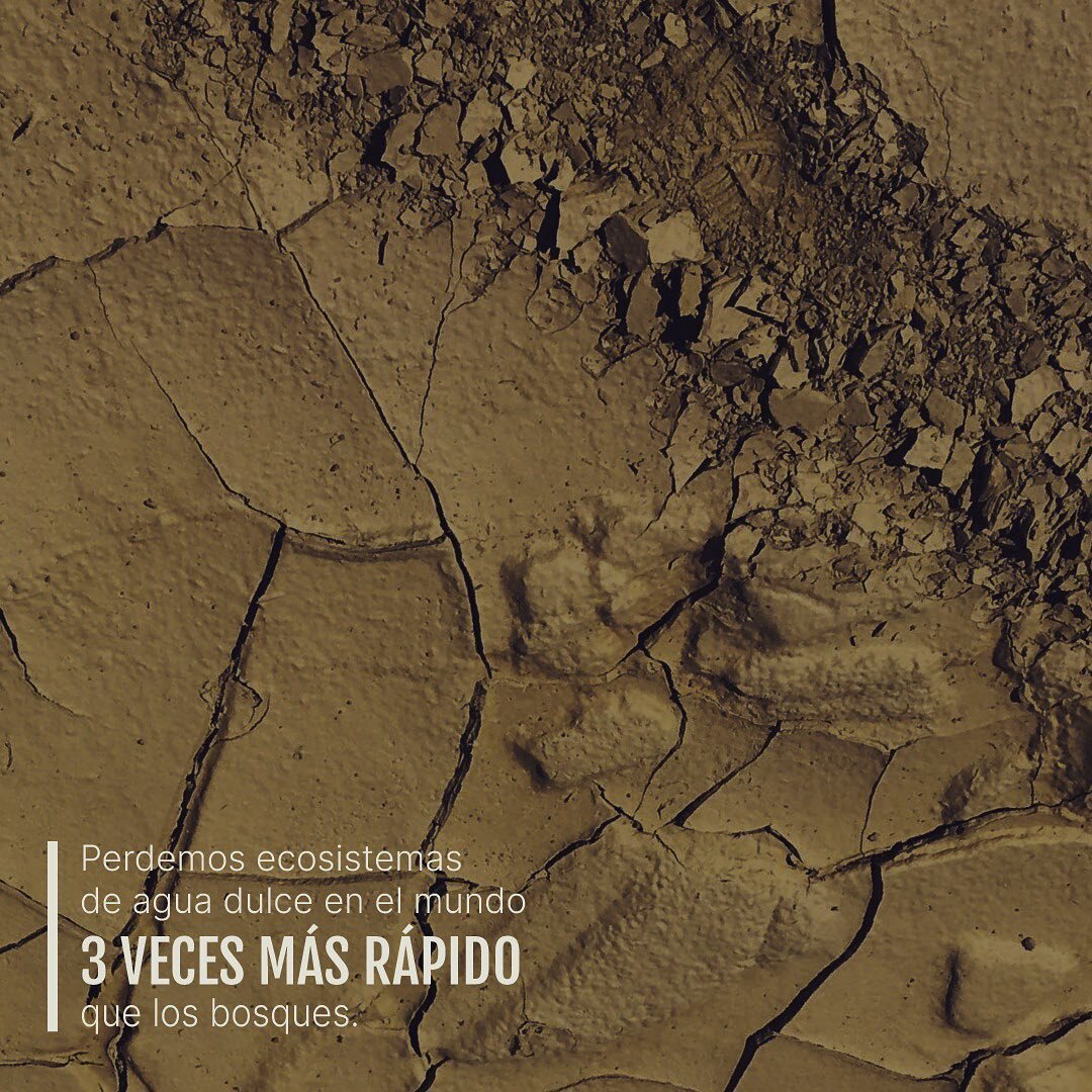 Perdemos ecosistemas de agua dulce en el mundo 3 veces m&aacute;s r&aacute;pido que los bosques.

El 86% de los peces de agua dulce de Chile est&aacute; amenazado de extinci&oacute;n.

Por nuestra biodiversidad nativa, protejamos los r&iacute;os en l
