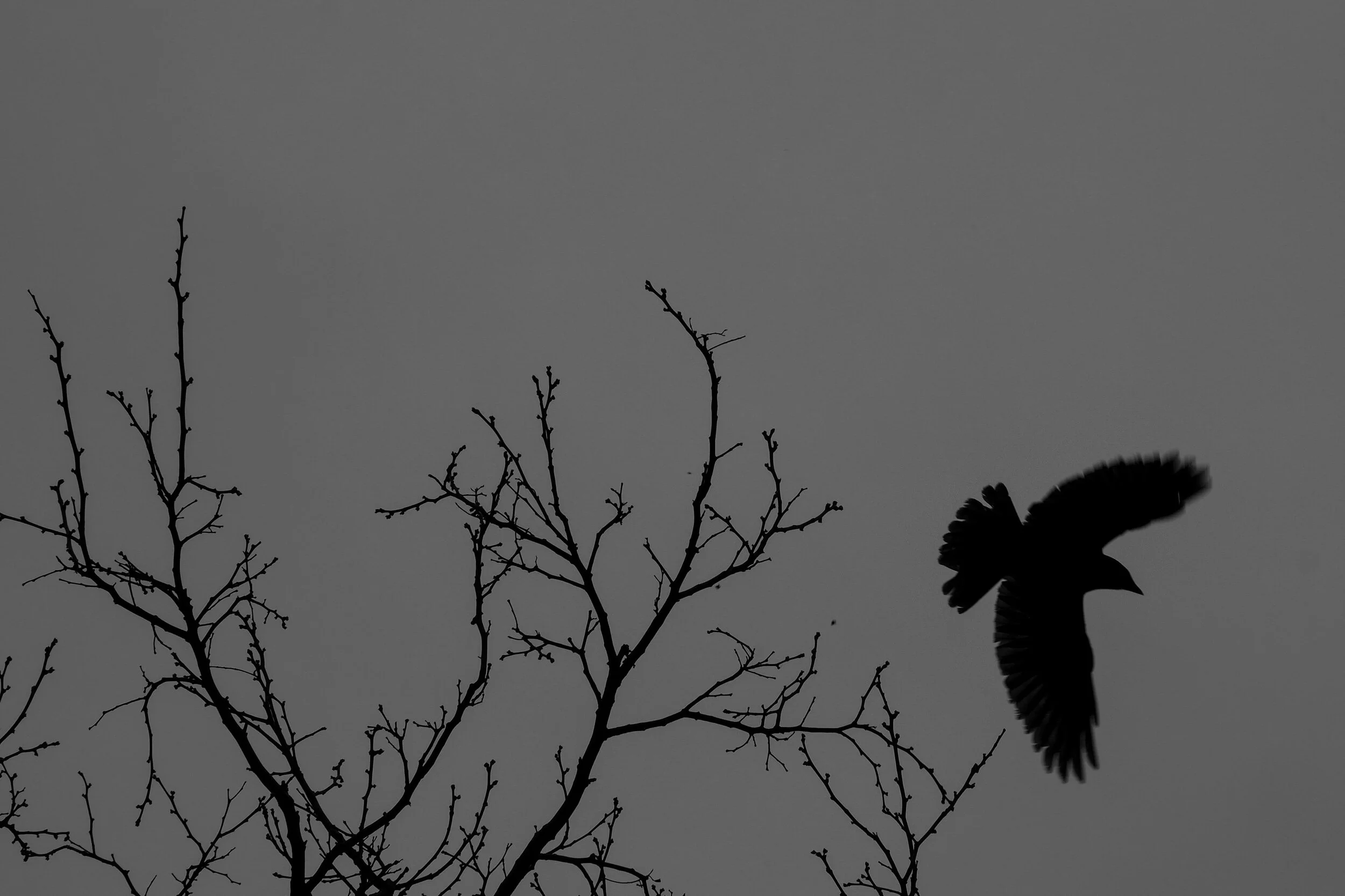 Crow.jpg