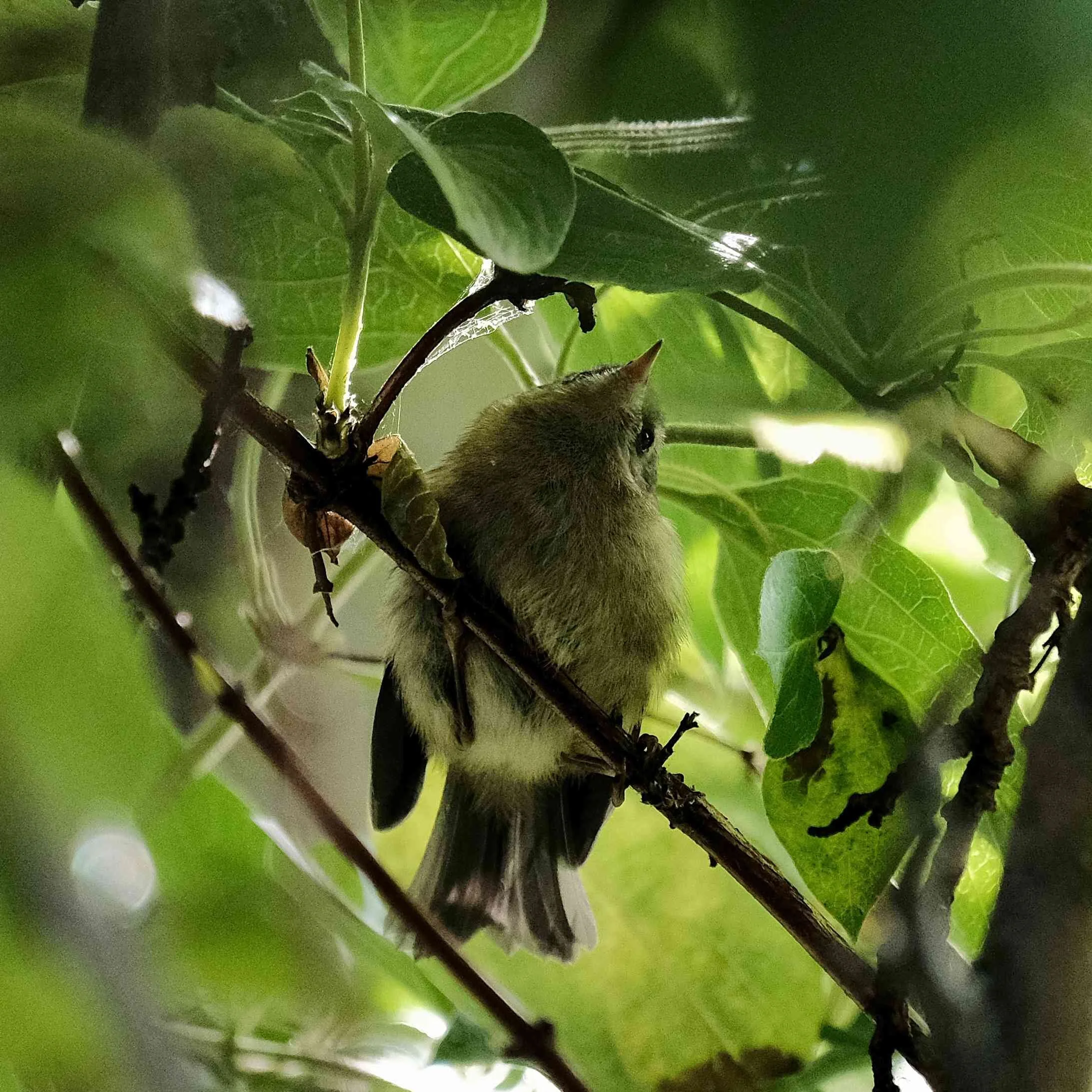 Fledgling goldcrest.jpg