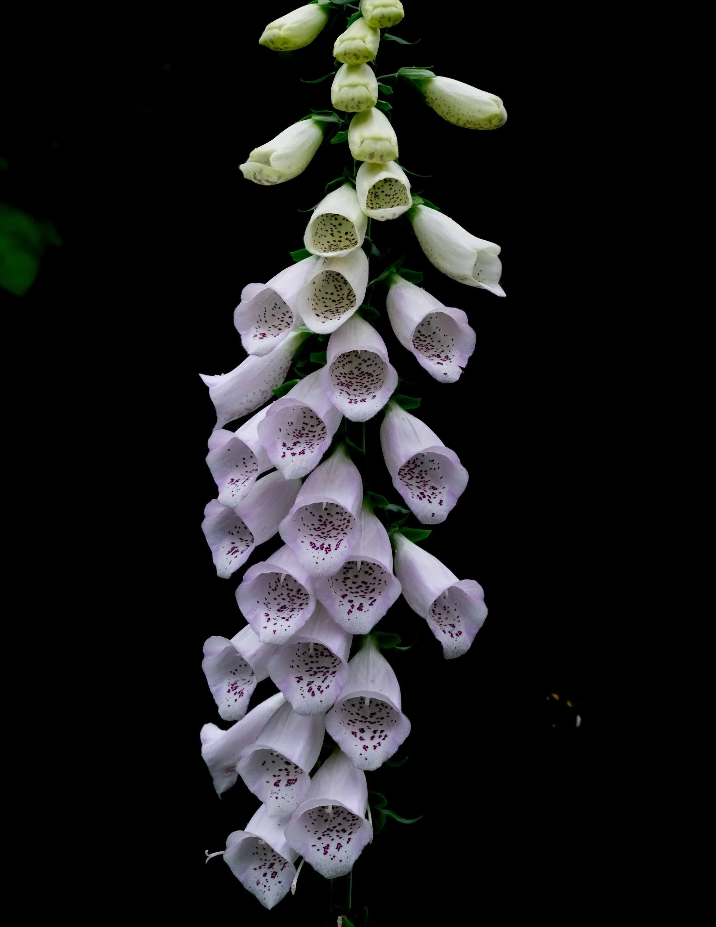 Foxgloves.jpg