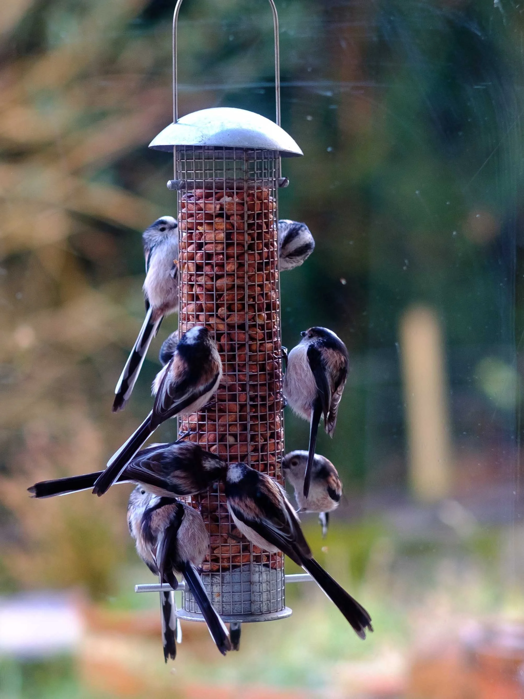 Long Tailed Tits.jpg