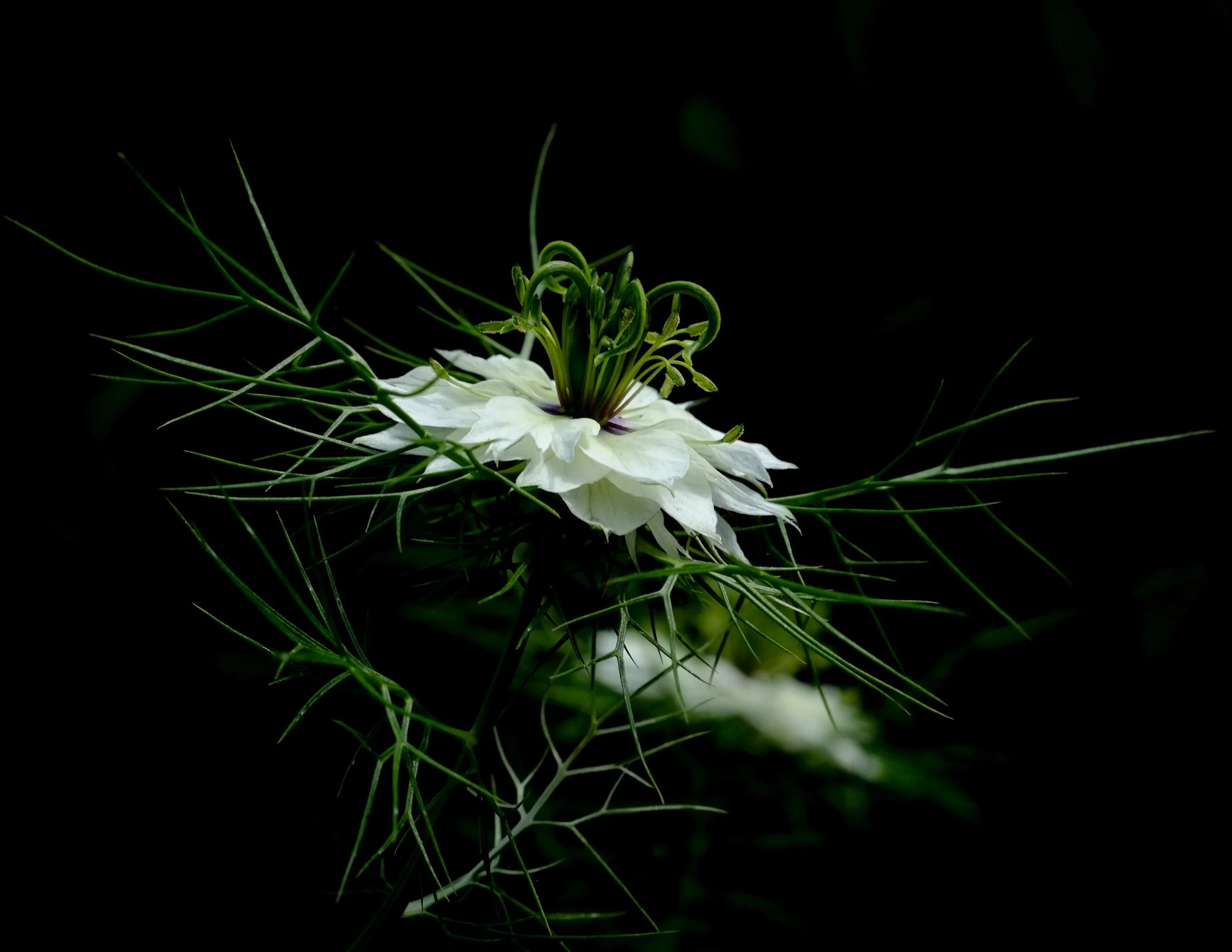 Love in a mist.jpg