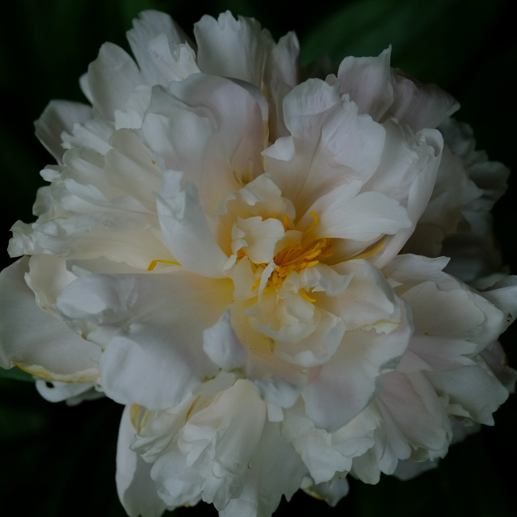 Peony.jpg