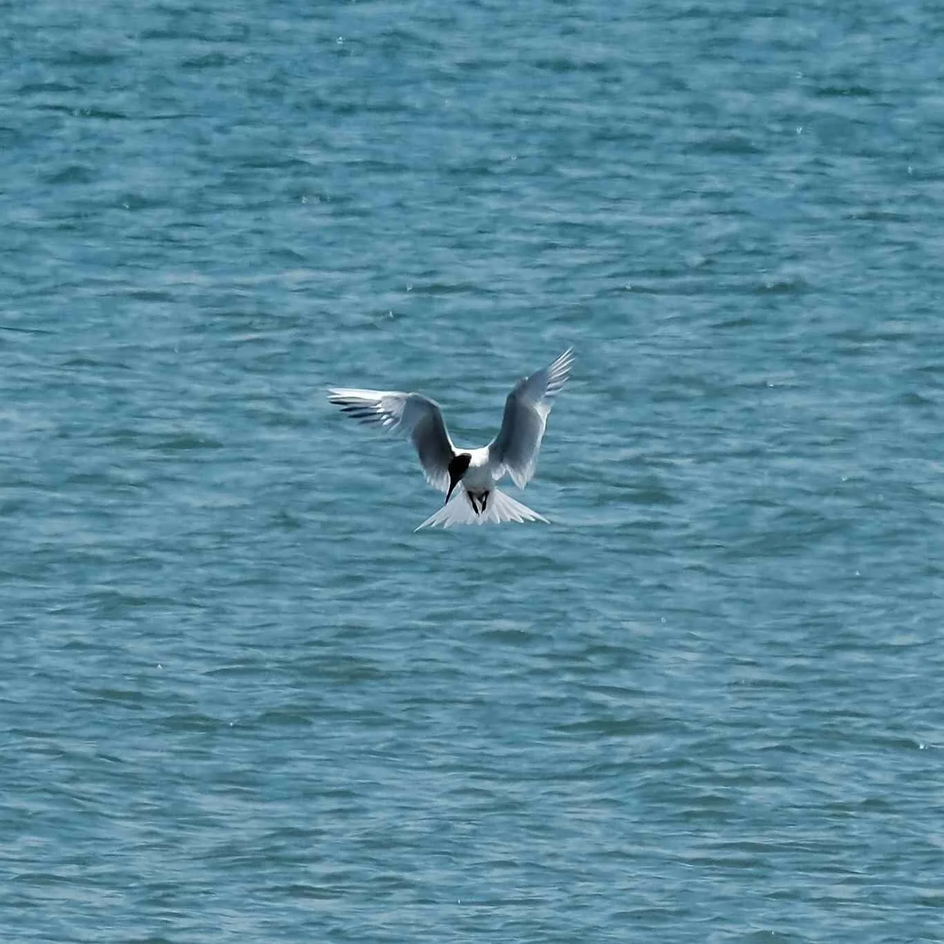 Sandwich Tern.jpg