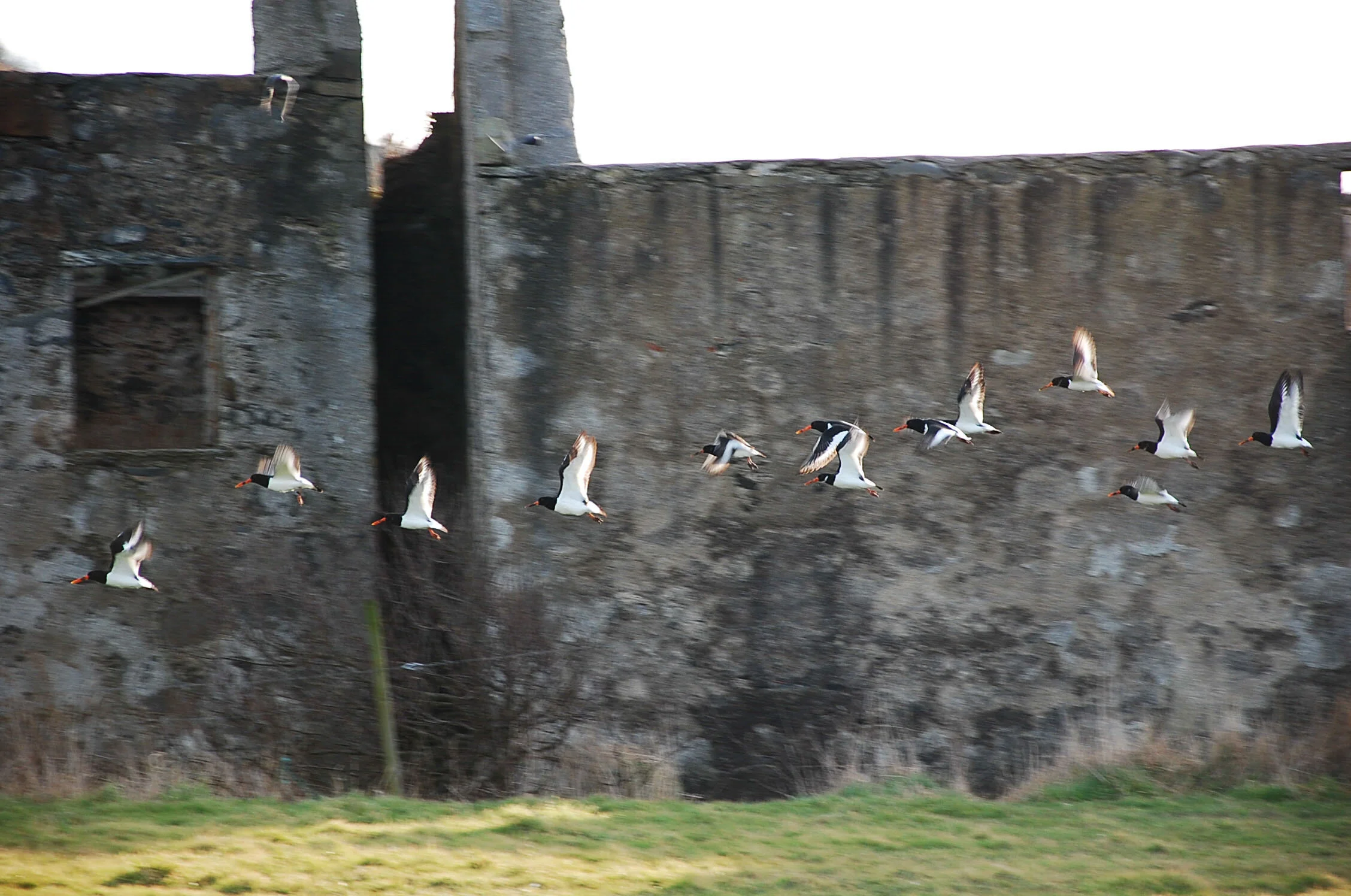 Oystercatchers.jpg