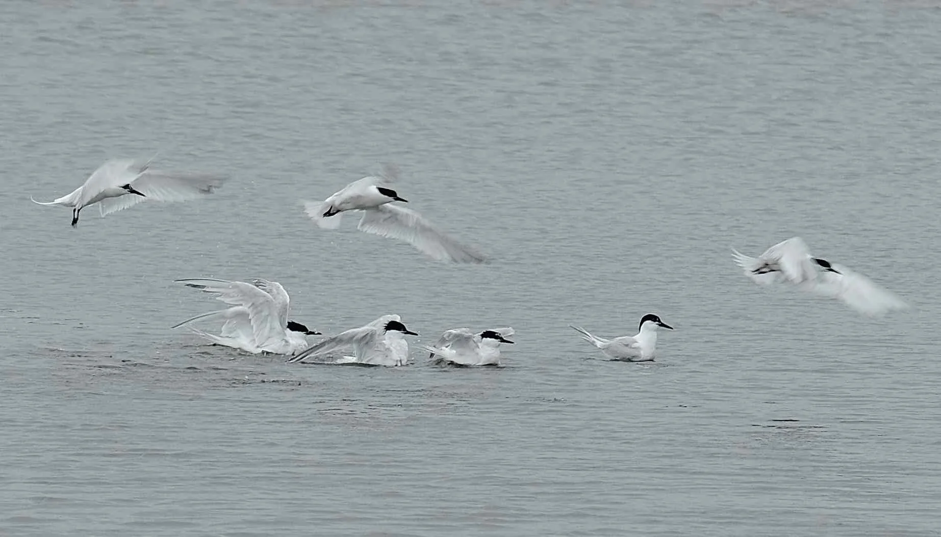 Sandwich Terns.jpg