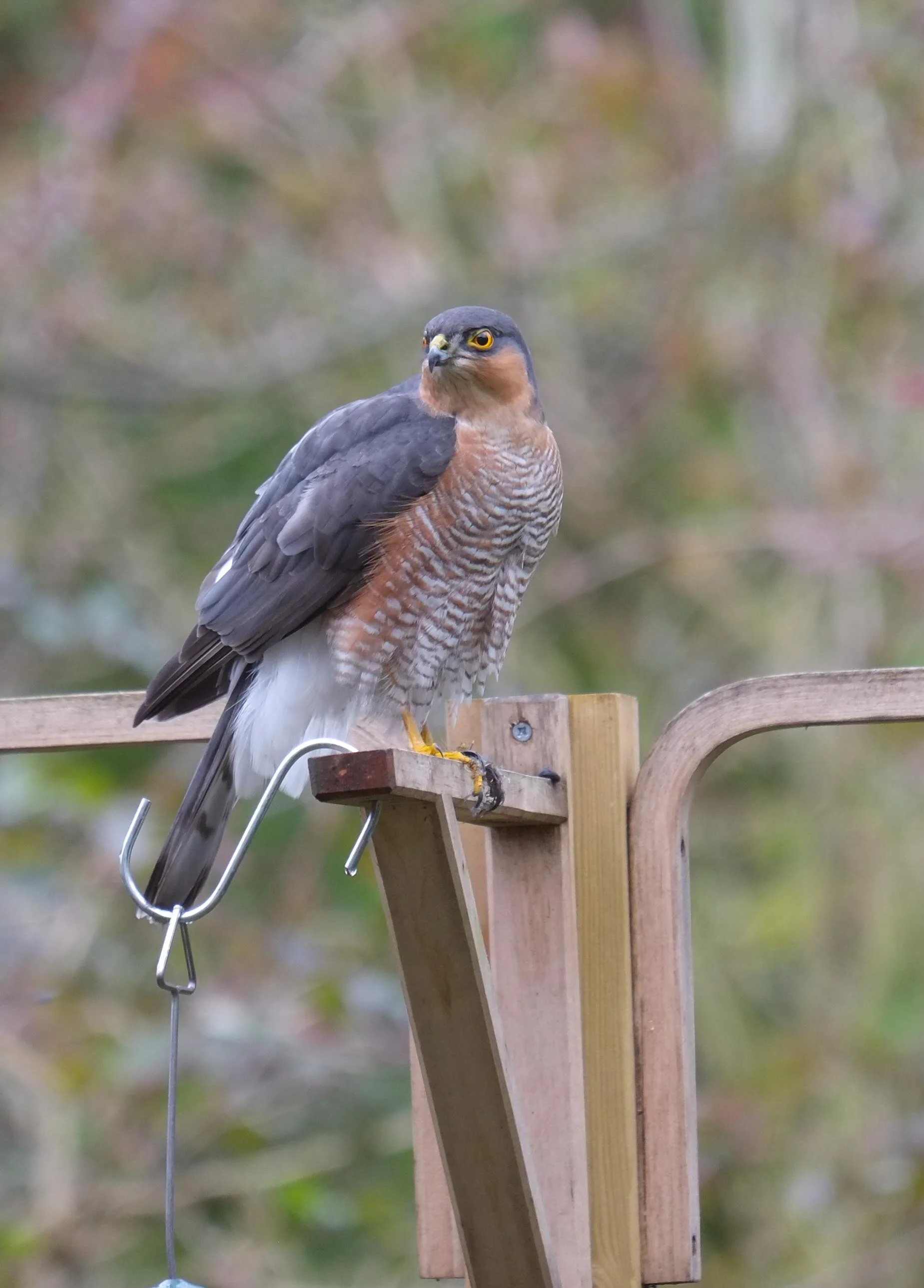 Sparrowhawk in our garden.jpg