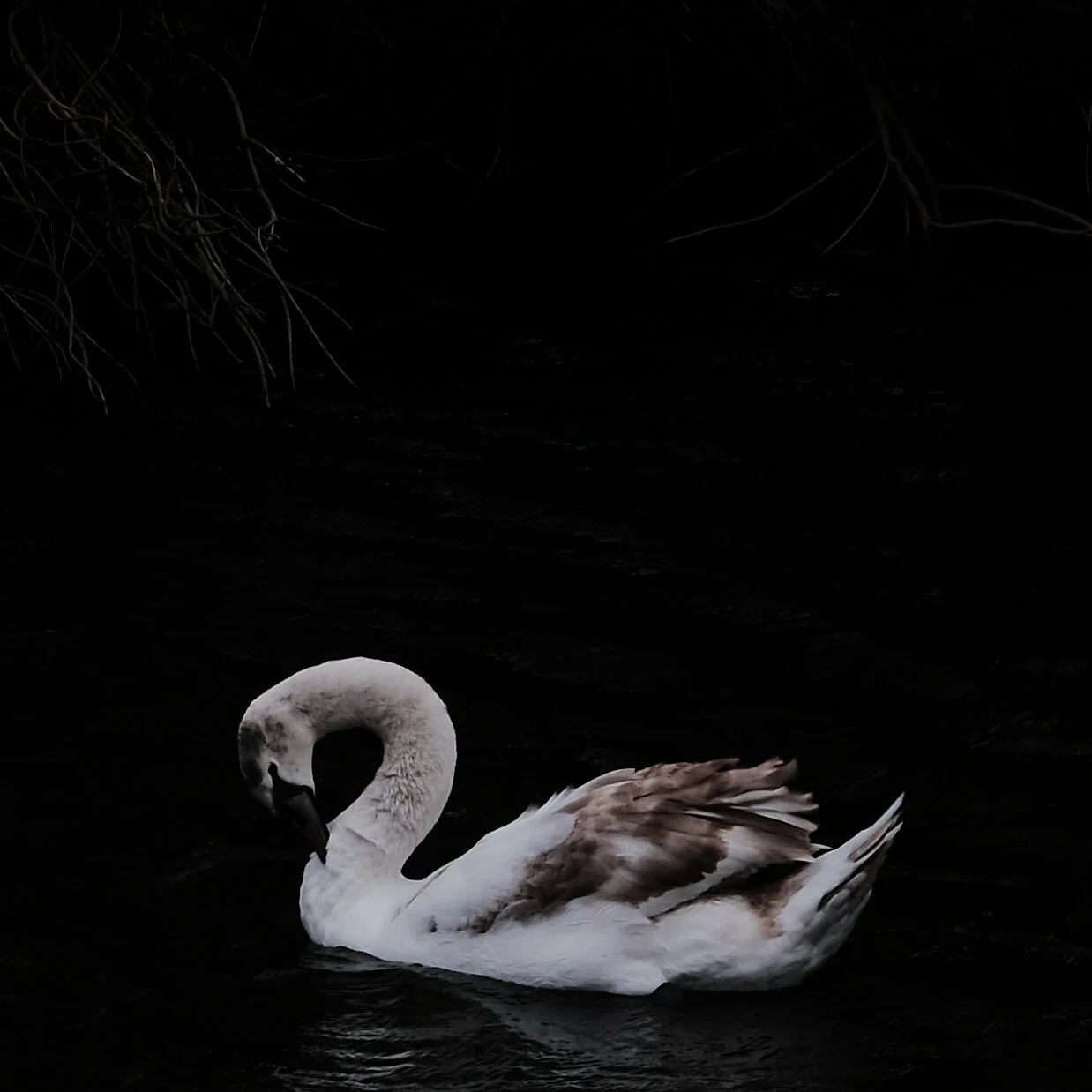 Swan3.jpg