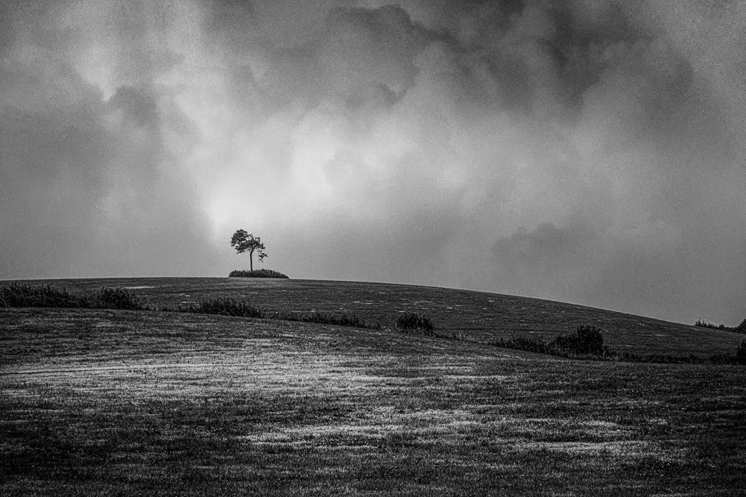 The Fairy Tree pt ii