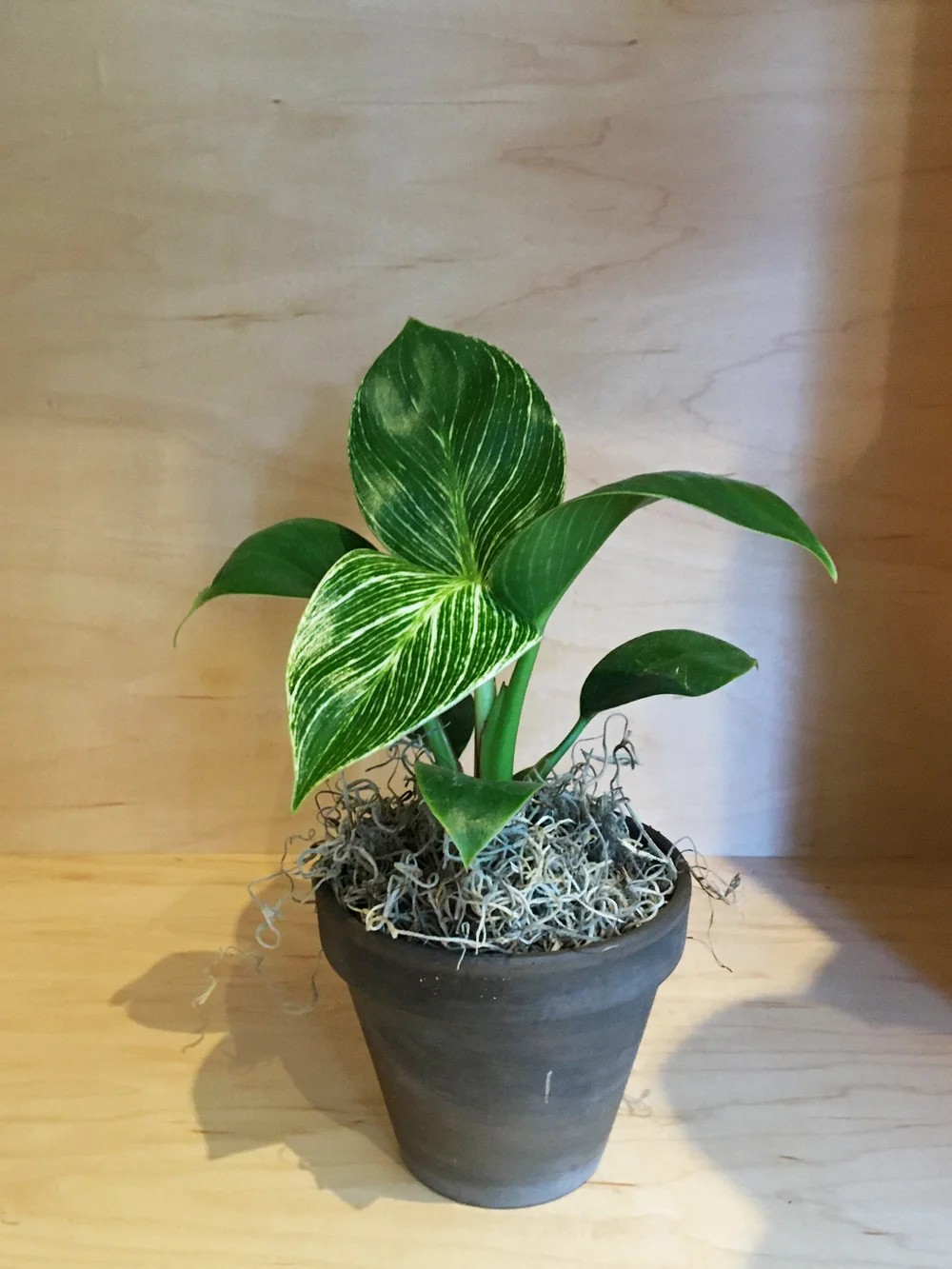 Philodendron Birkin Variegata  KinKa