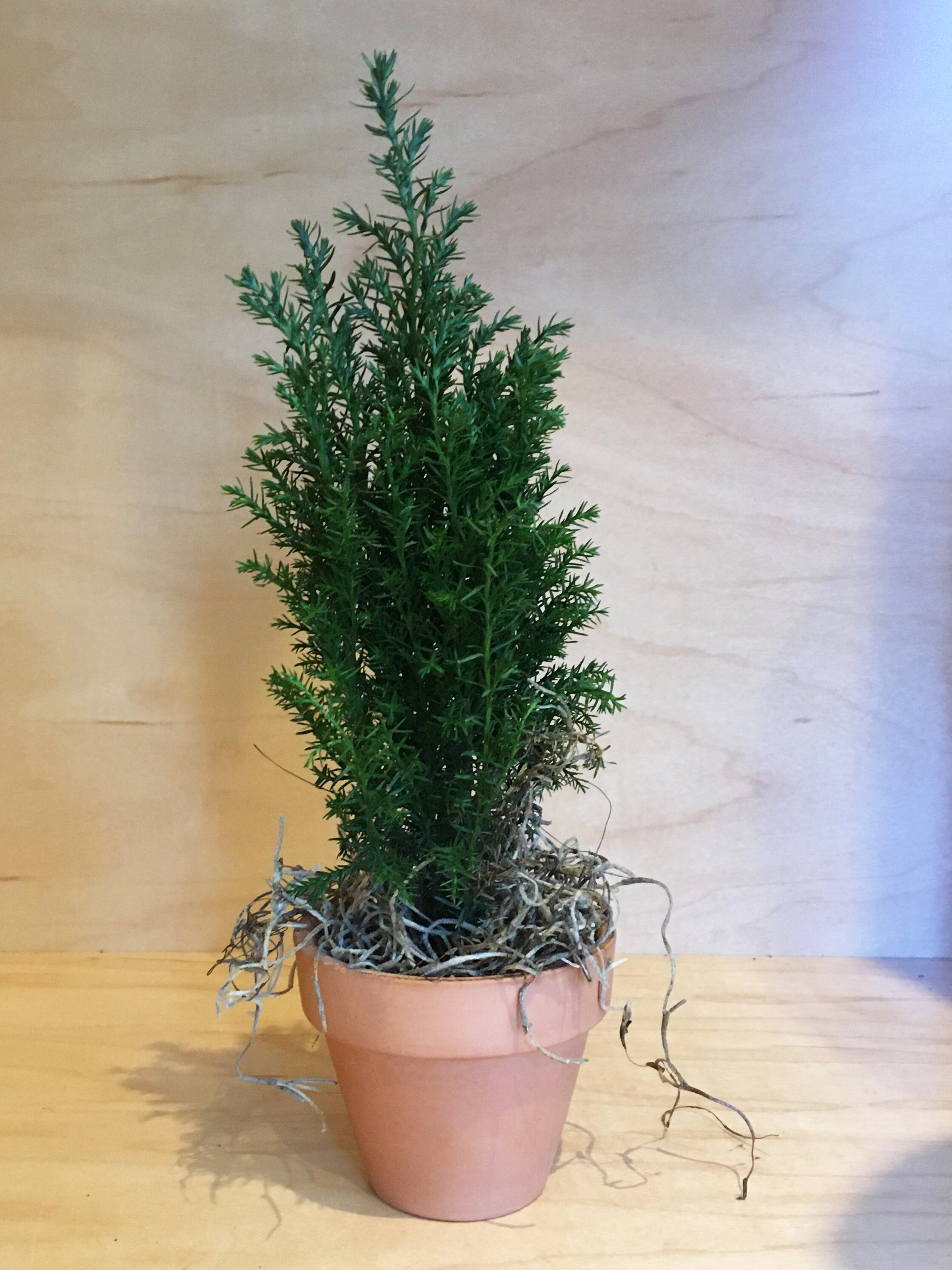 Conifer