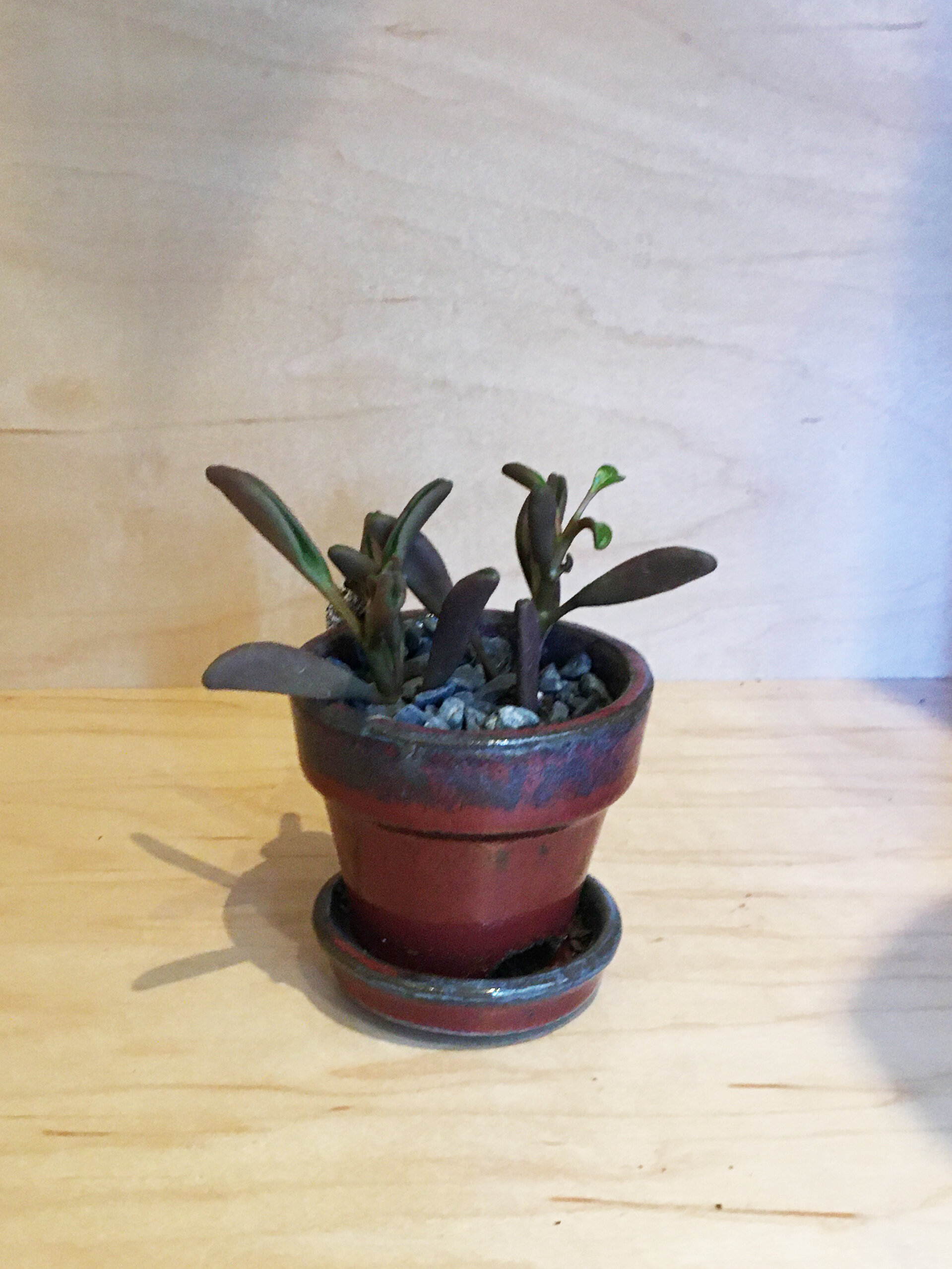 Succulent