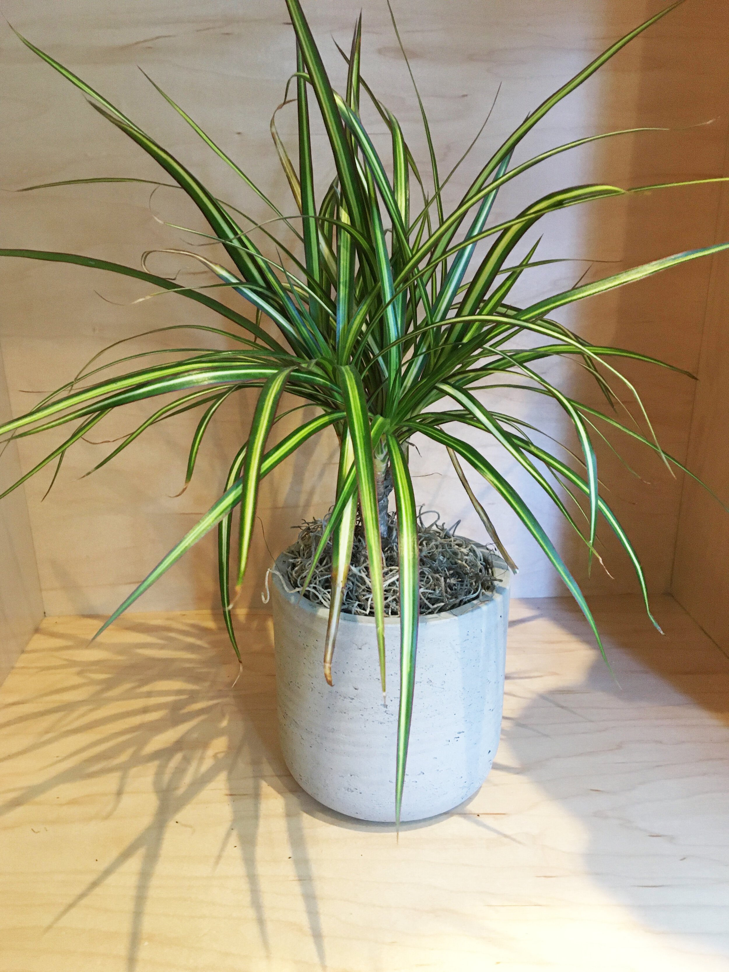 Dracena