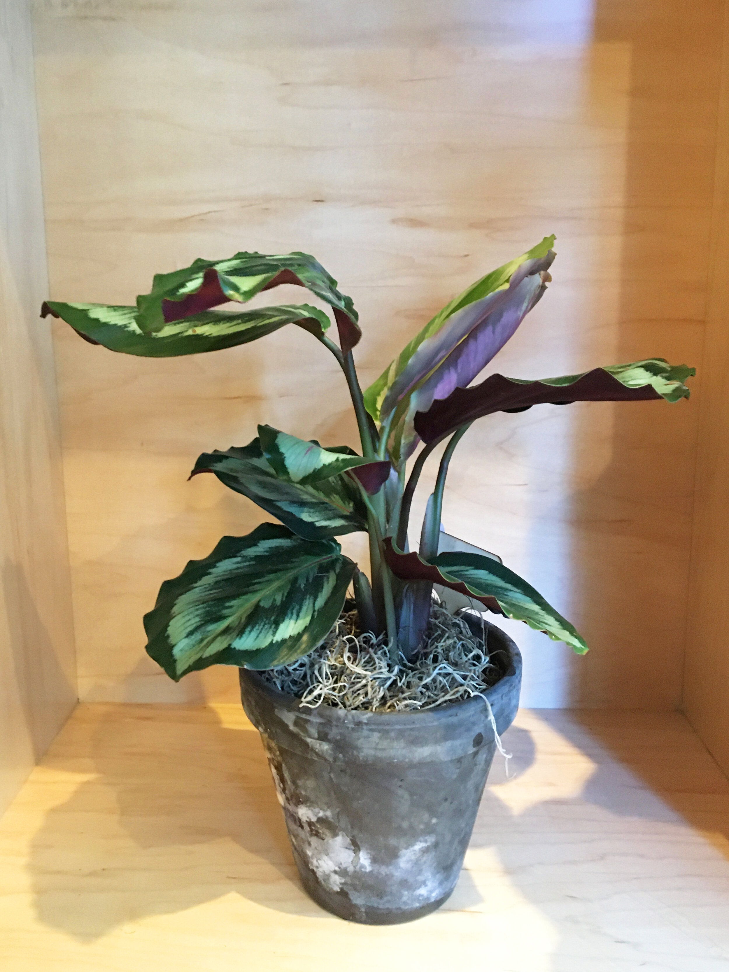 Medallion Calathea