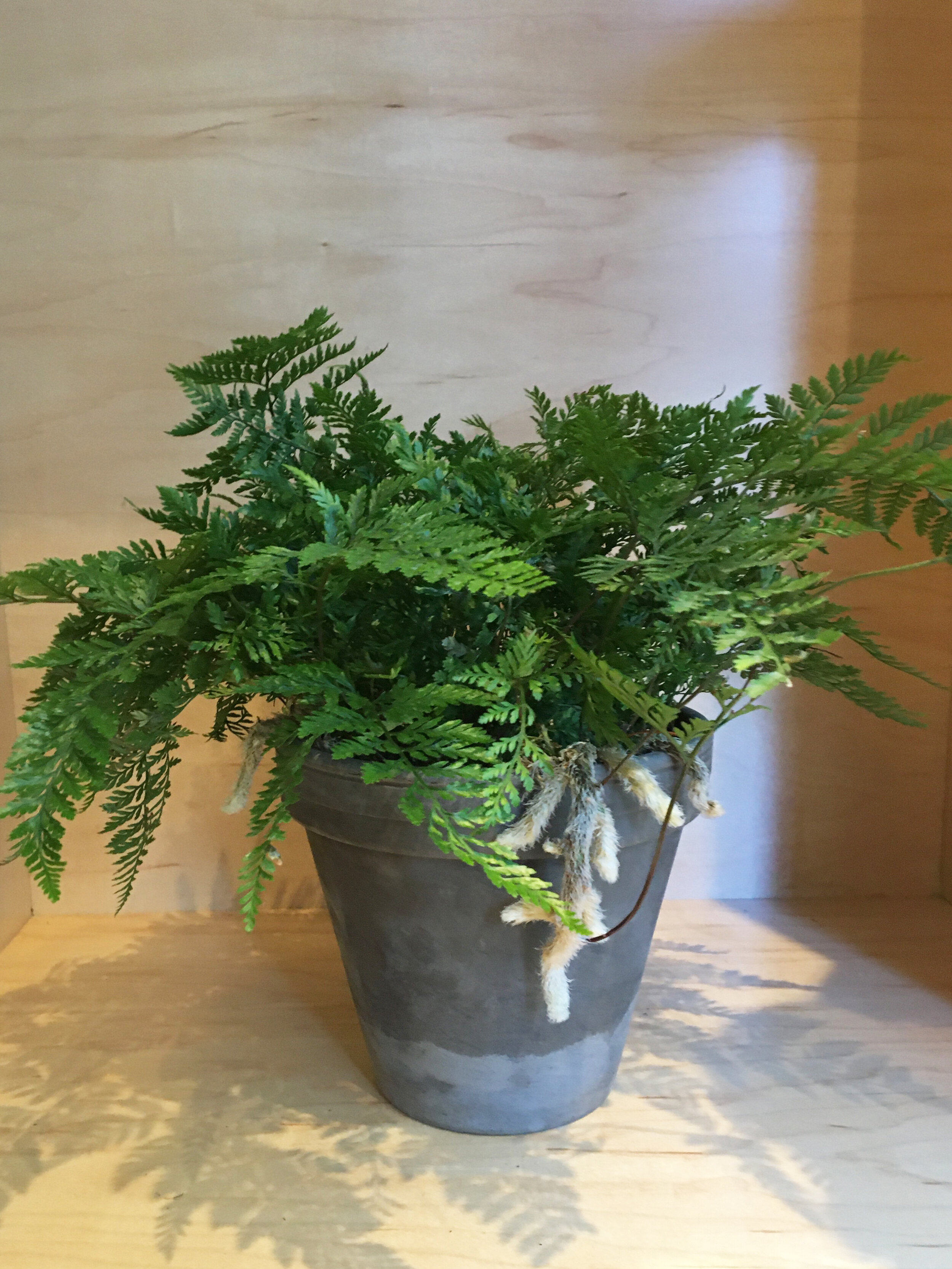 Rabbit Foot Fern