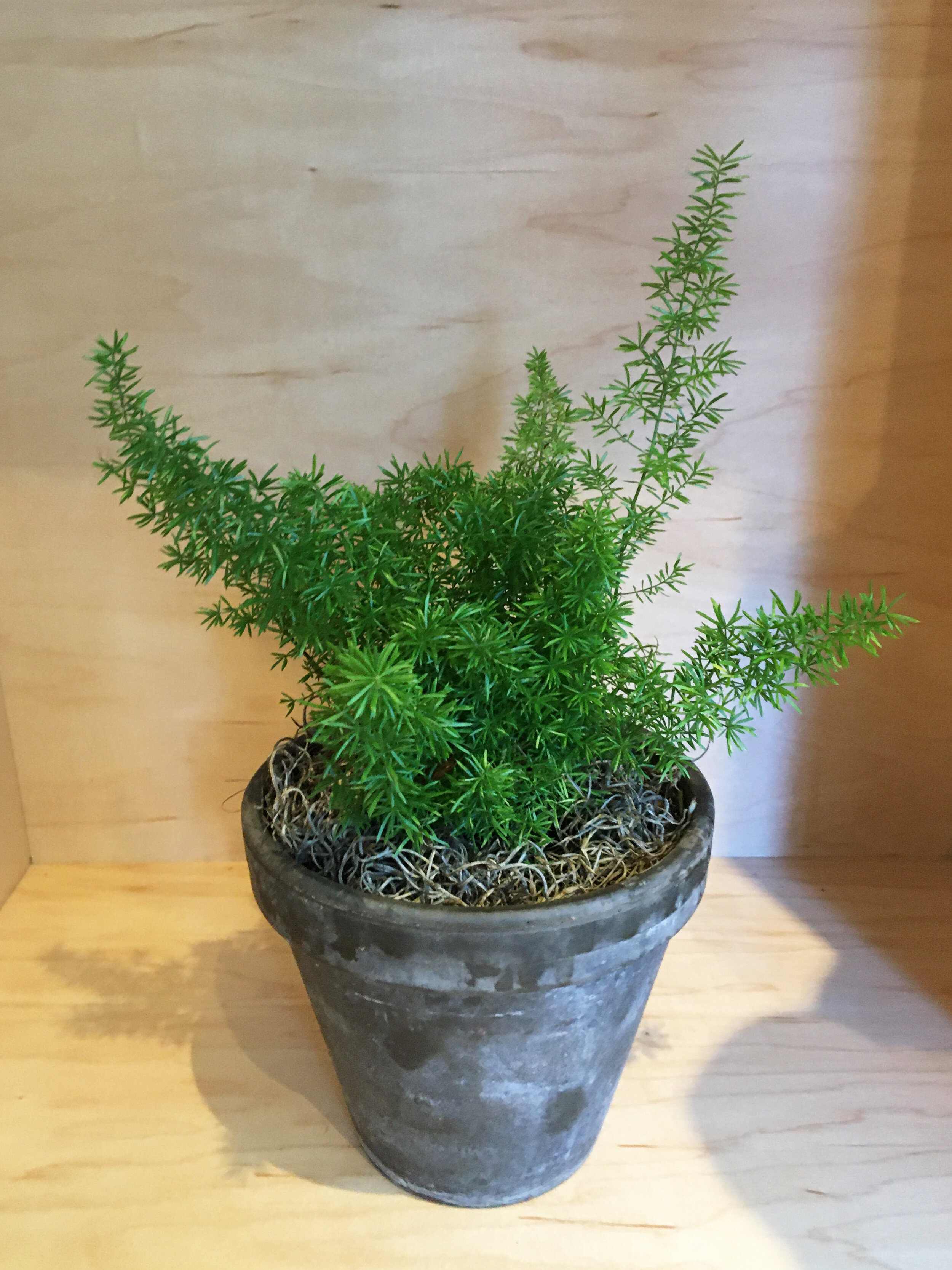 Asparagus Fern