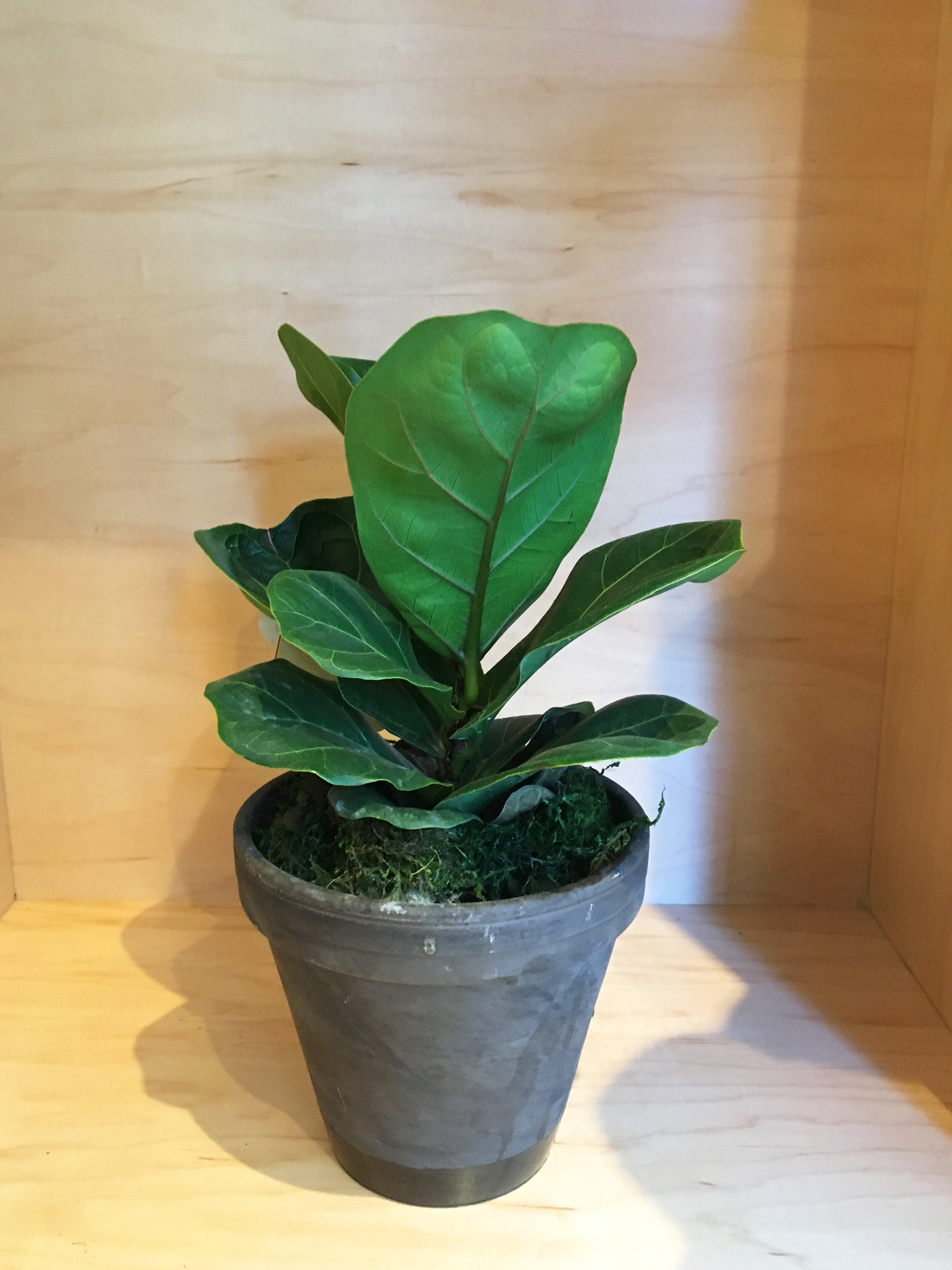 Fiddle Leaf Fig